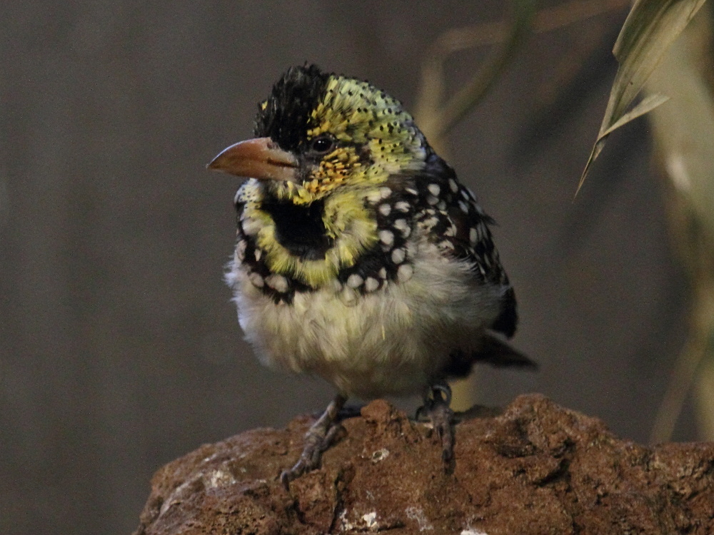 barbican_d-arnaud_-_trachyphonus_darnaudii2bd