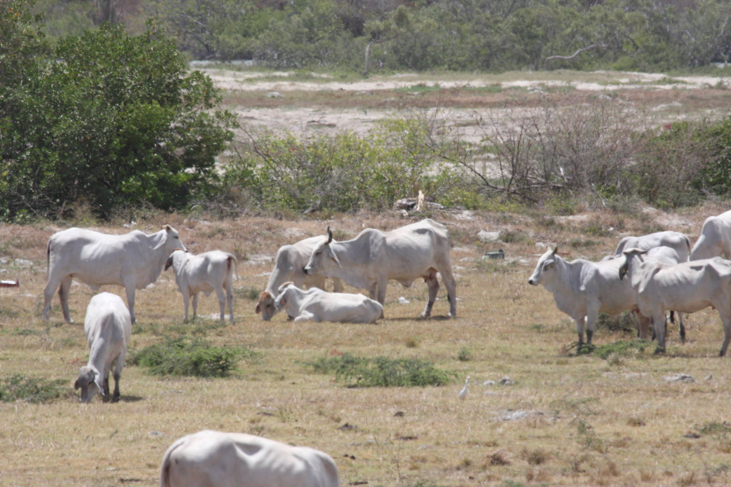 bos_taurus_indicus3bd