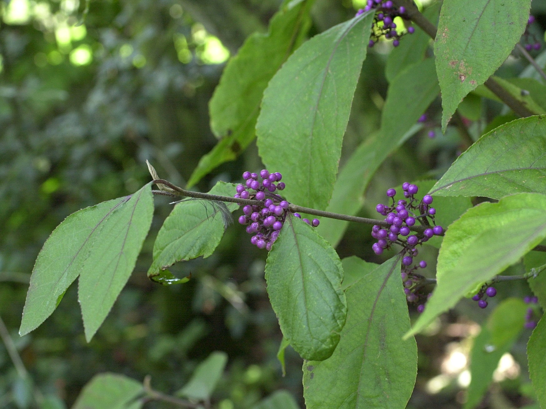 callicarpa_bodinieri_giraldii4md