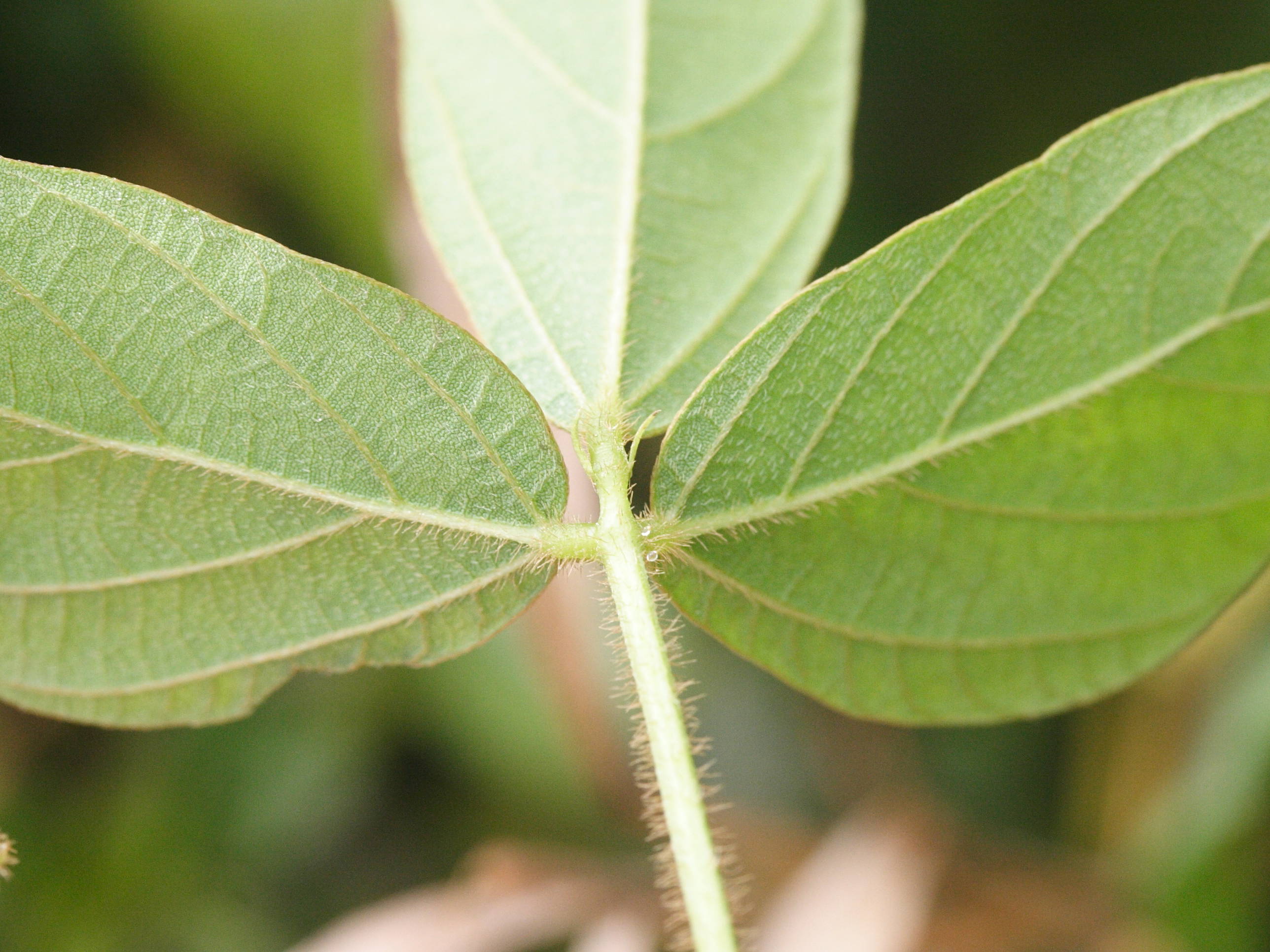calopogonium_mucunoides1md