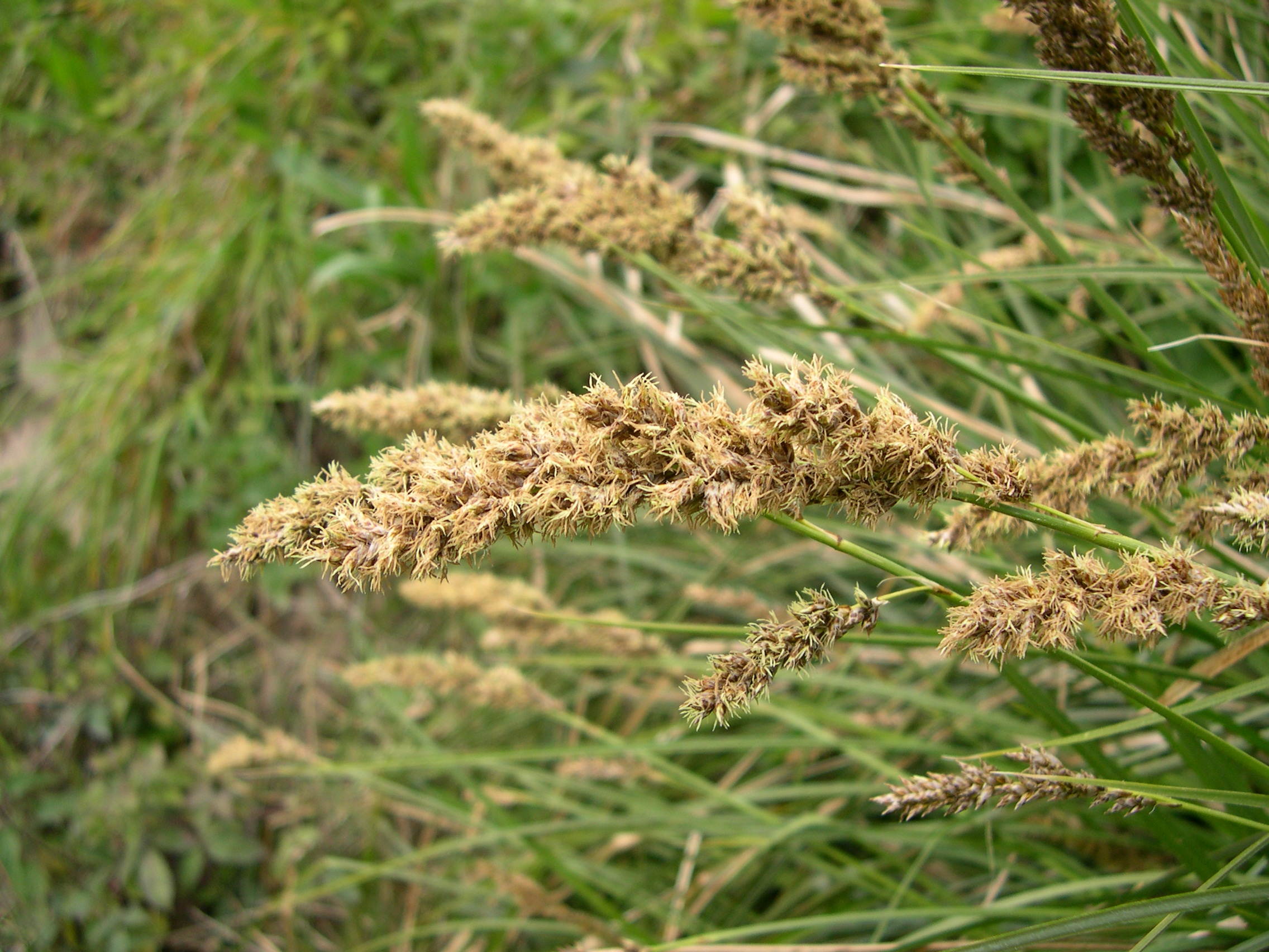 carex_paniculata3md