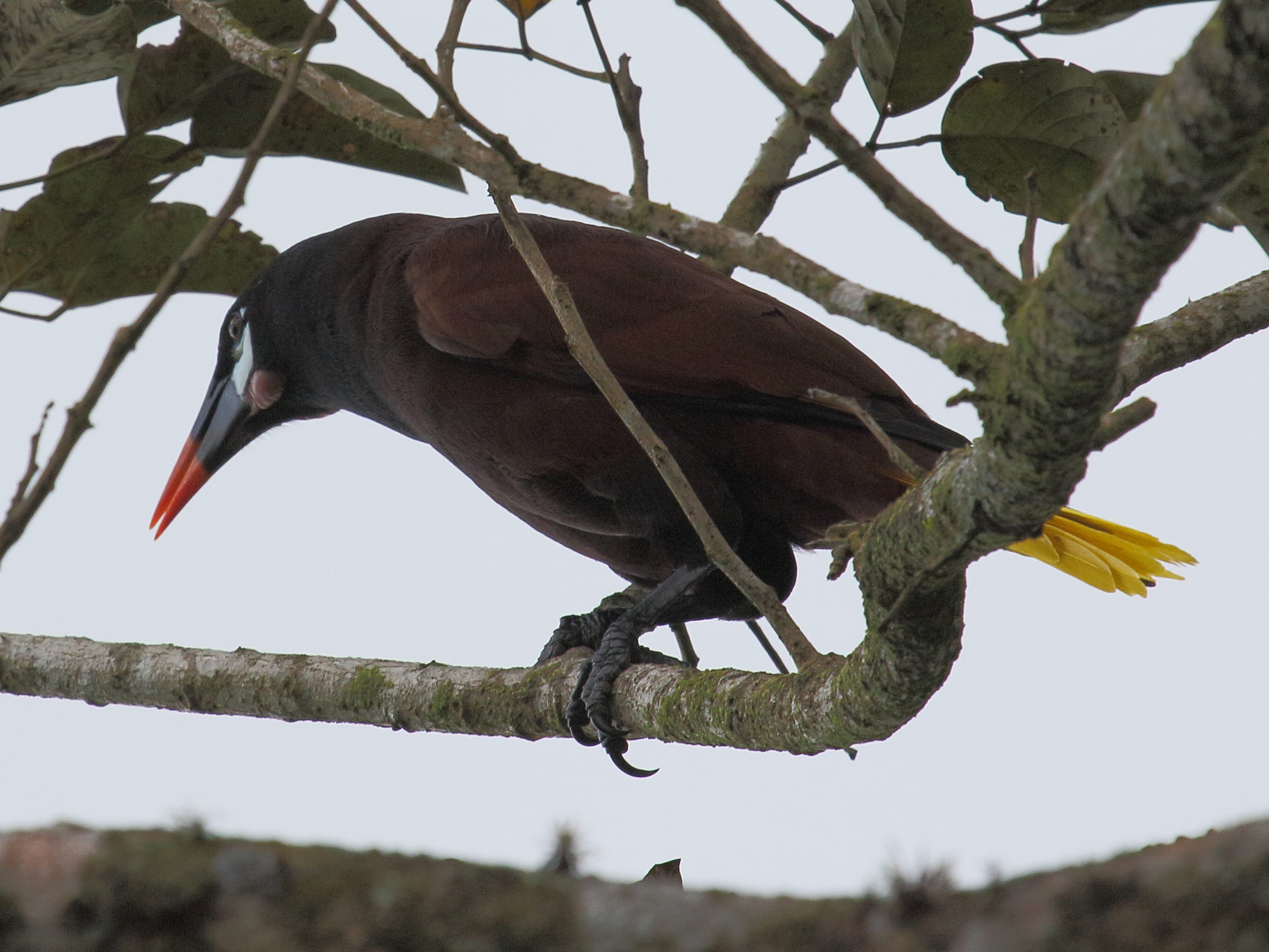 cassique_de_montezuma_-_psarocolius_montezuma1bd