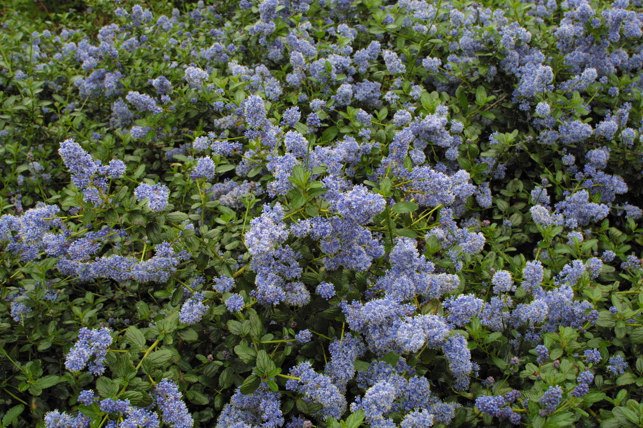 Afficher le média ceanothus_thyrsiflorus_repens1md ceanothus_thyrsiflorus_repens1md