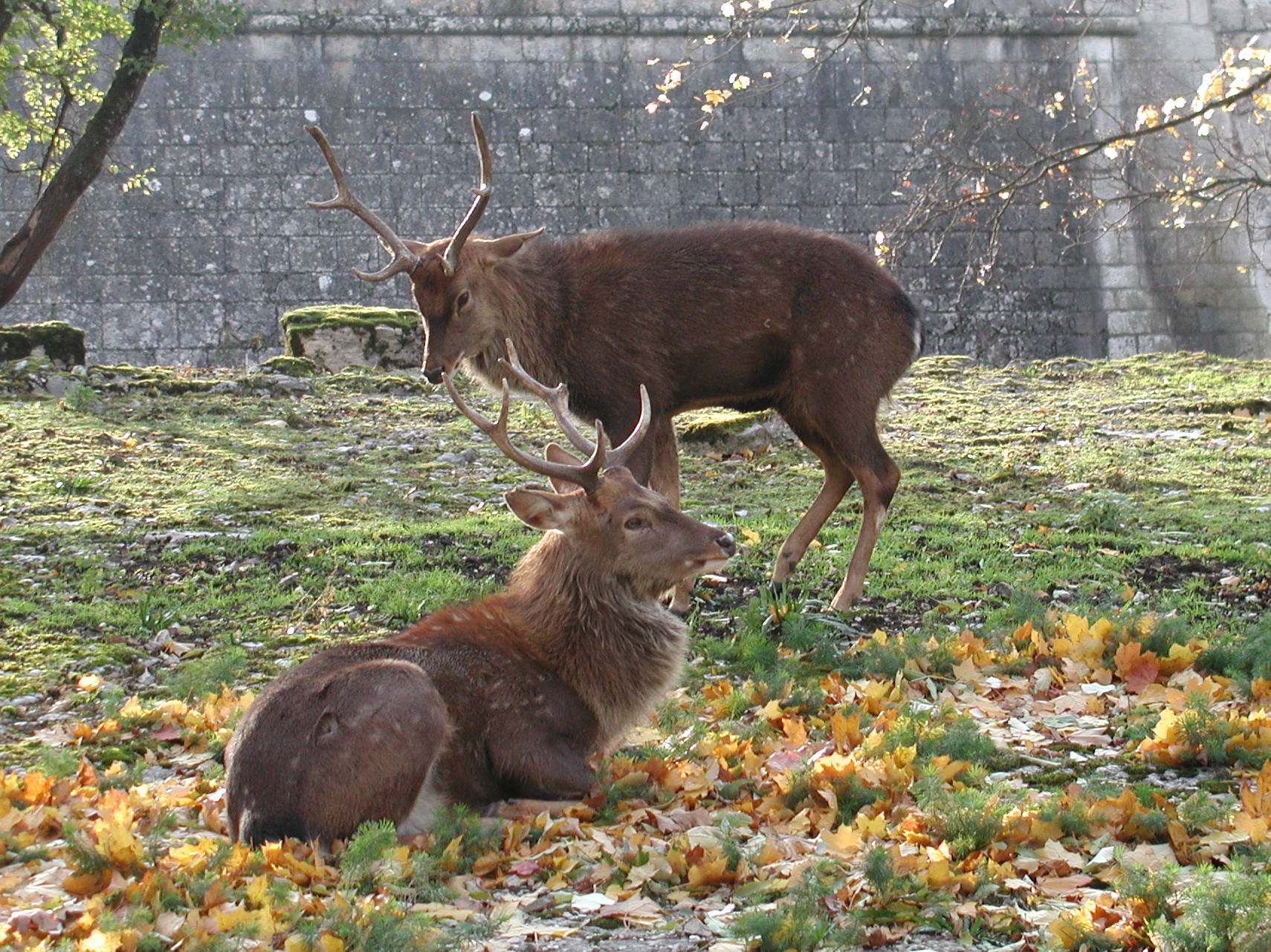 cervus_nippon_pseudaxis1md