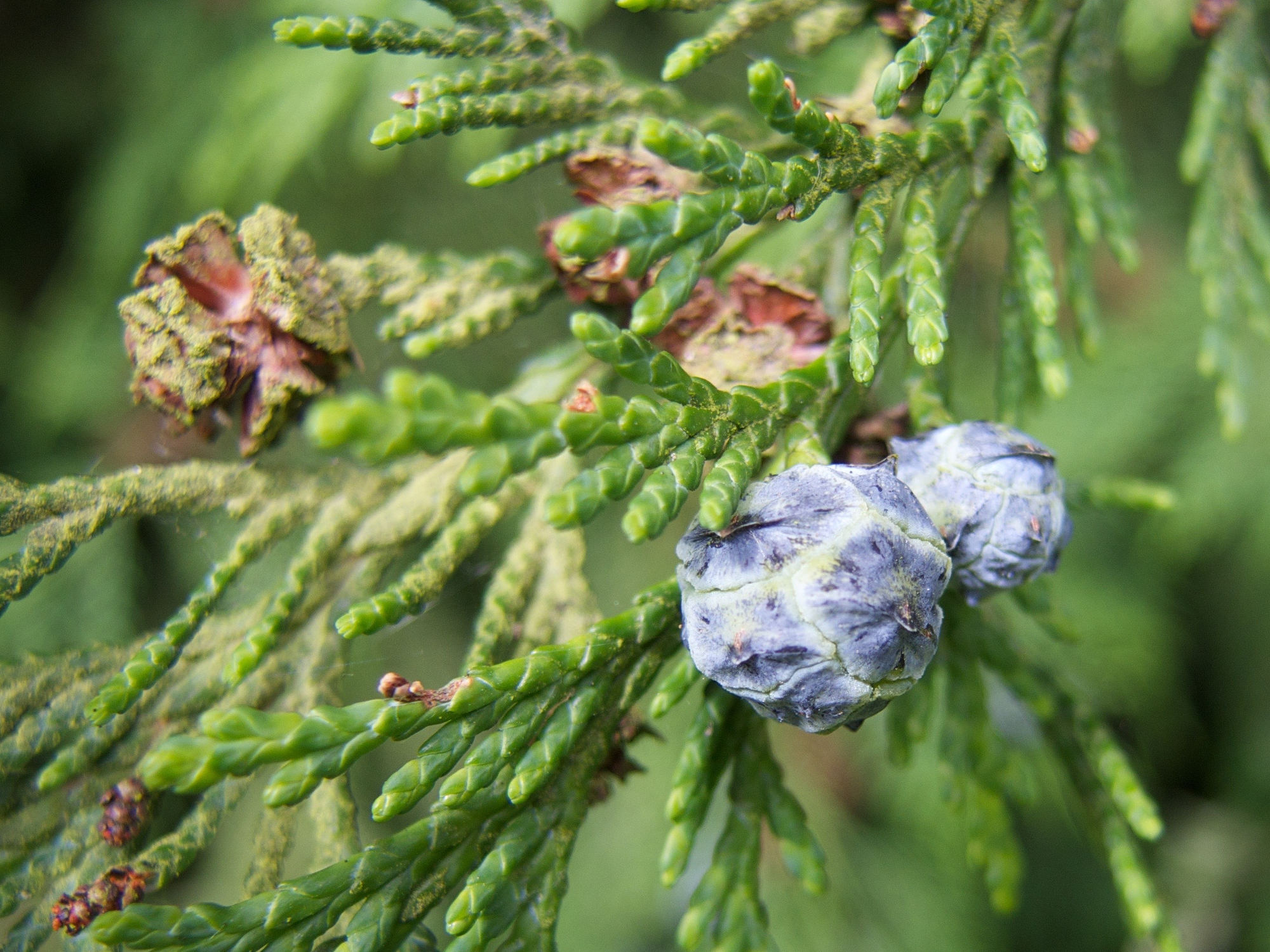 chamaecyparis_lawsoniana4md