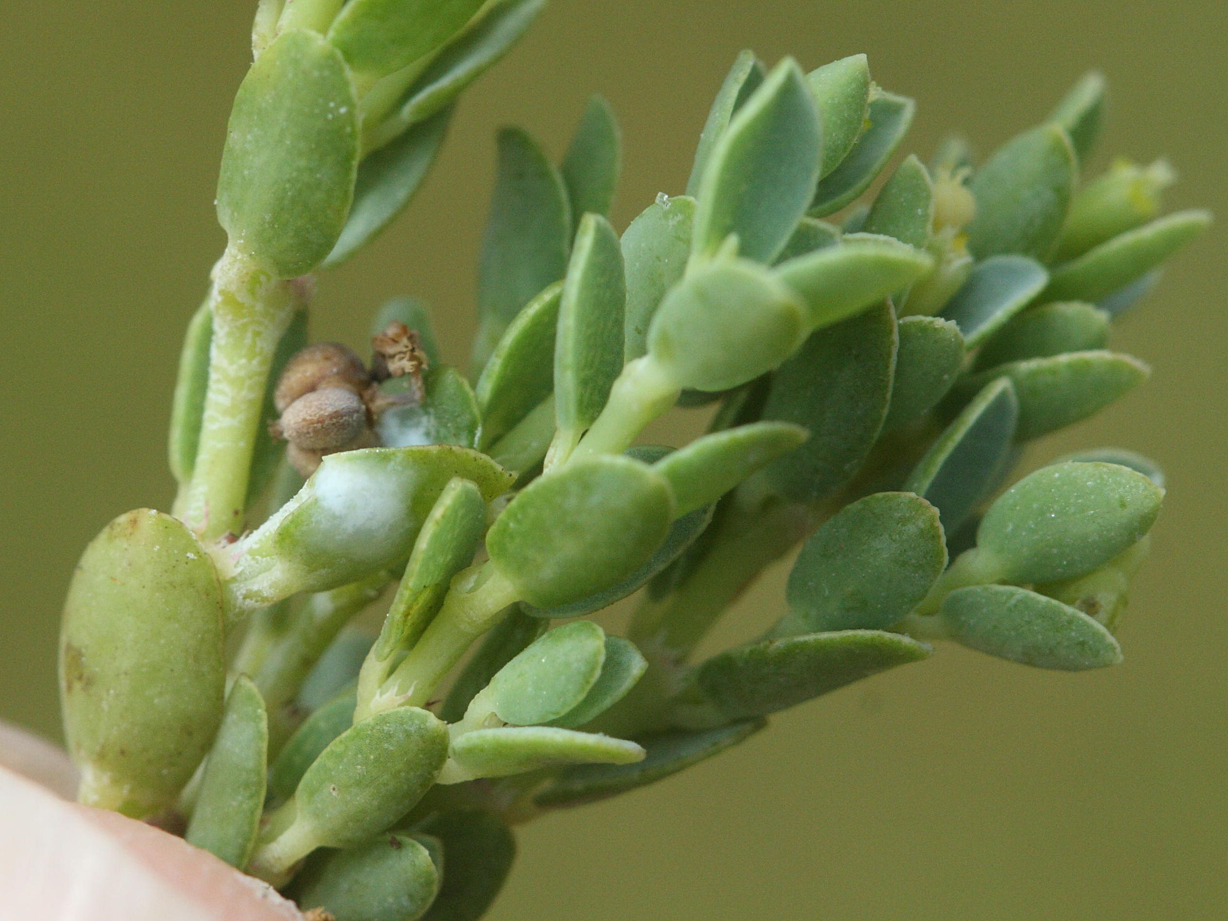 Afficher le média chamaesyce_balbisii3md chamaesyce_balbisii3md