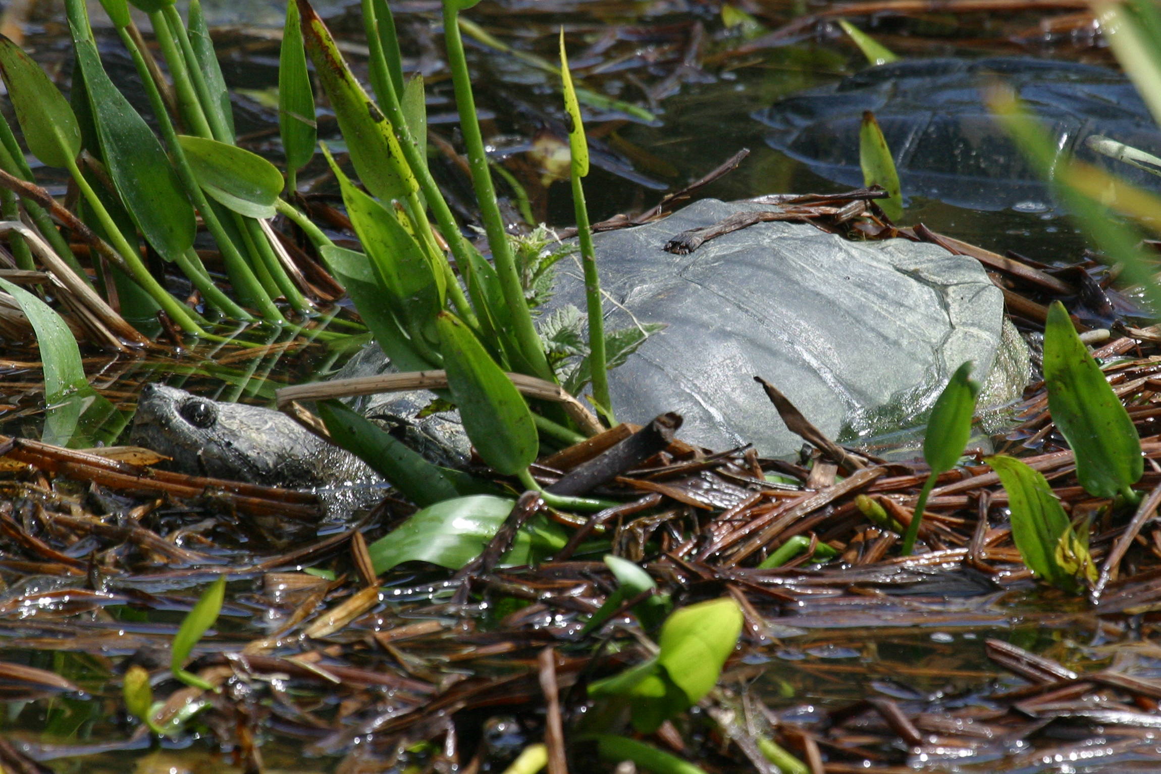 chelydra_serpentina1bbd