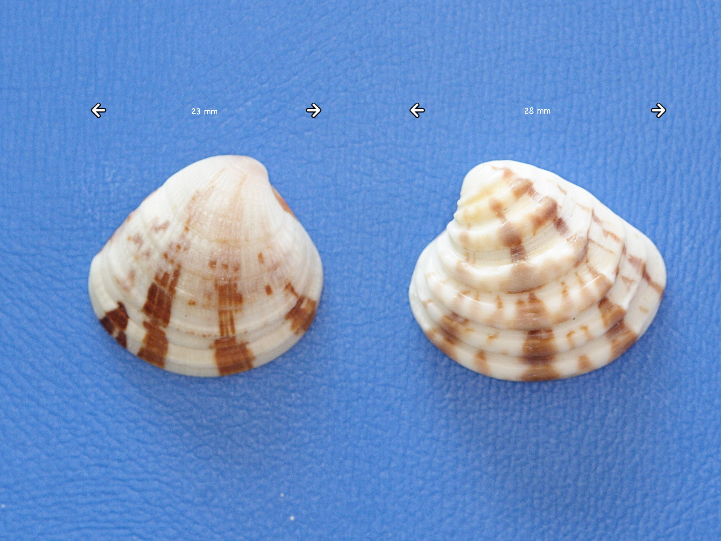 chione_cancellata2md