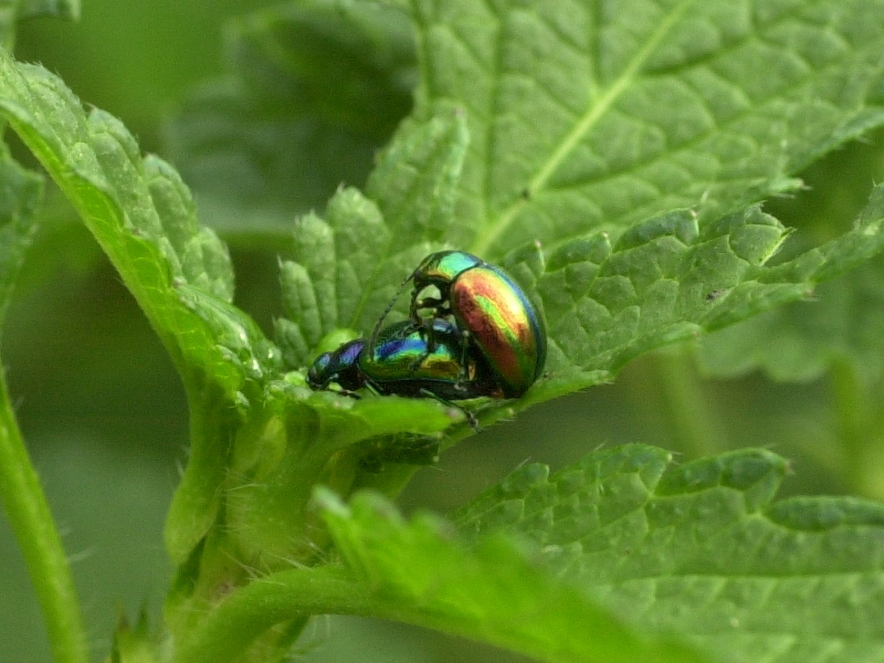 chrysolina_fastuosa2md