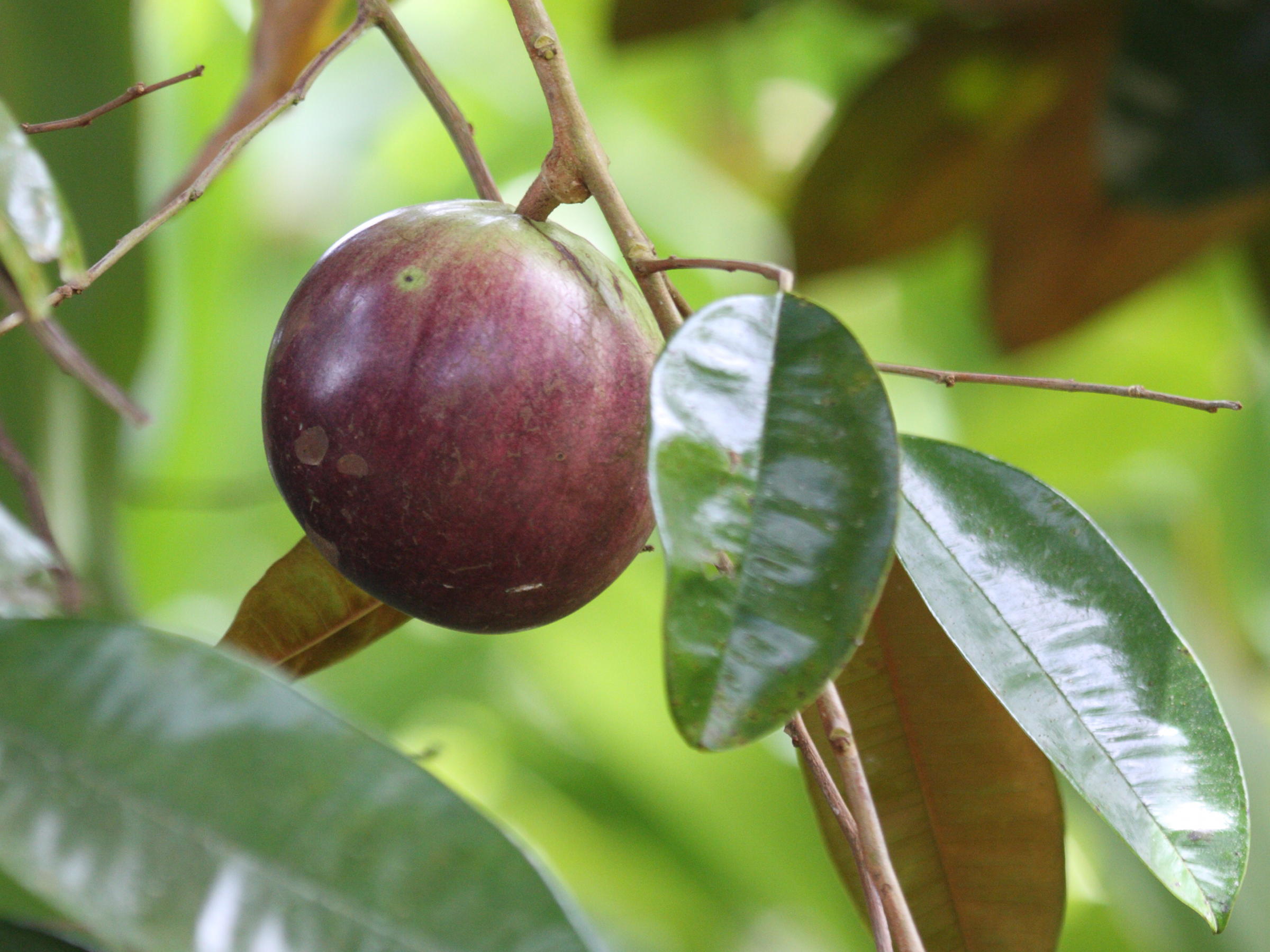 chrysophyllum_cainito6bd