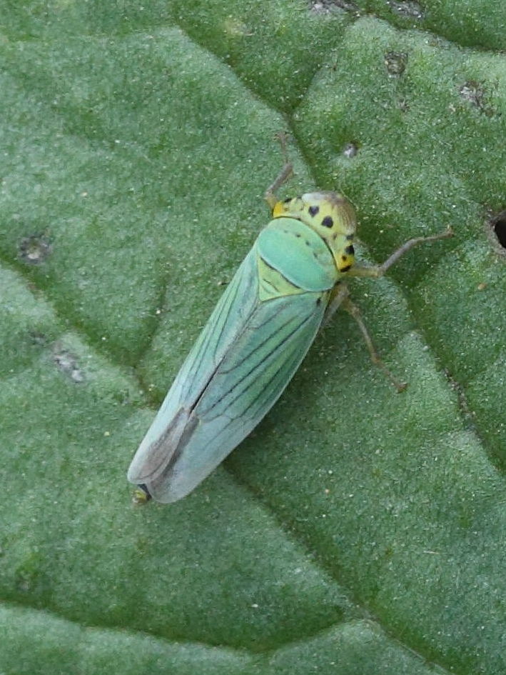 cicadella_viridis3bbd