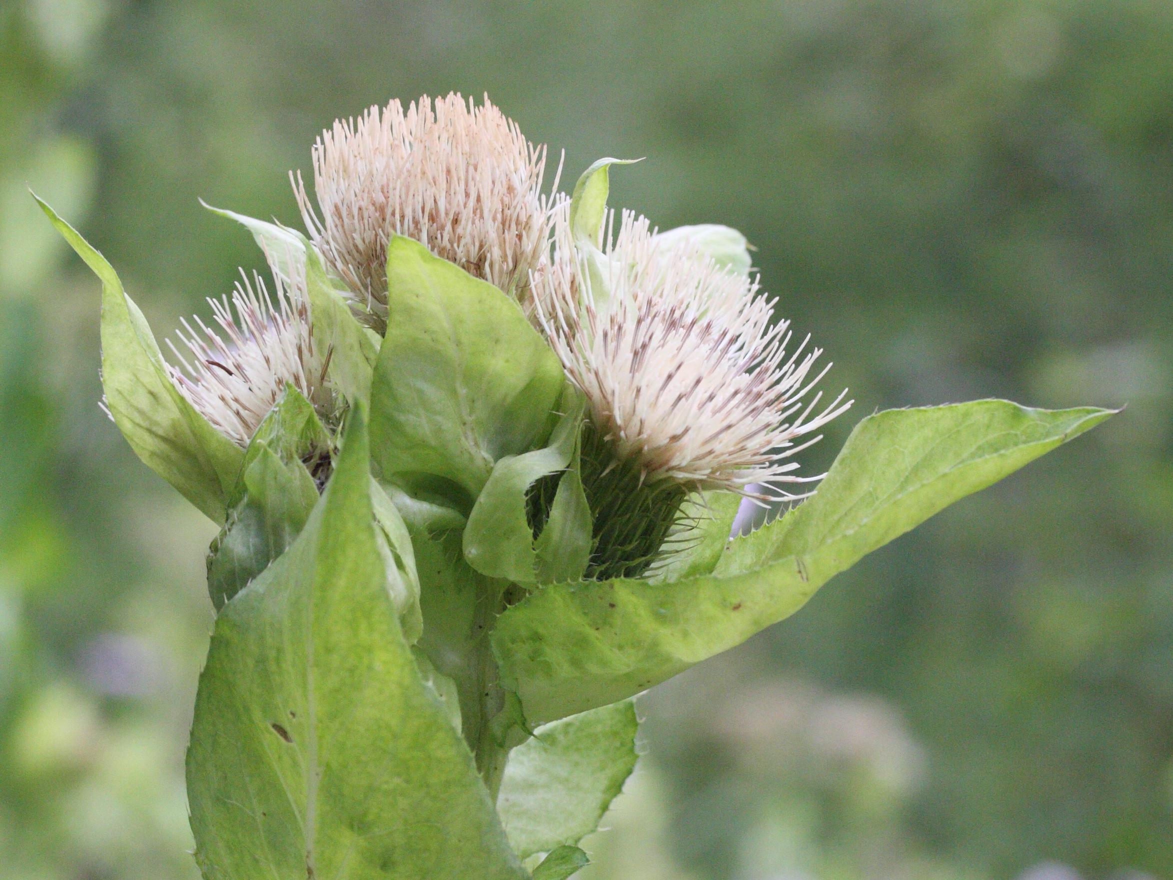 Afficher le média cirsium_oleraceum2md cirsium_oleraceum2md