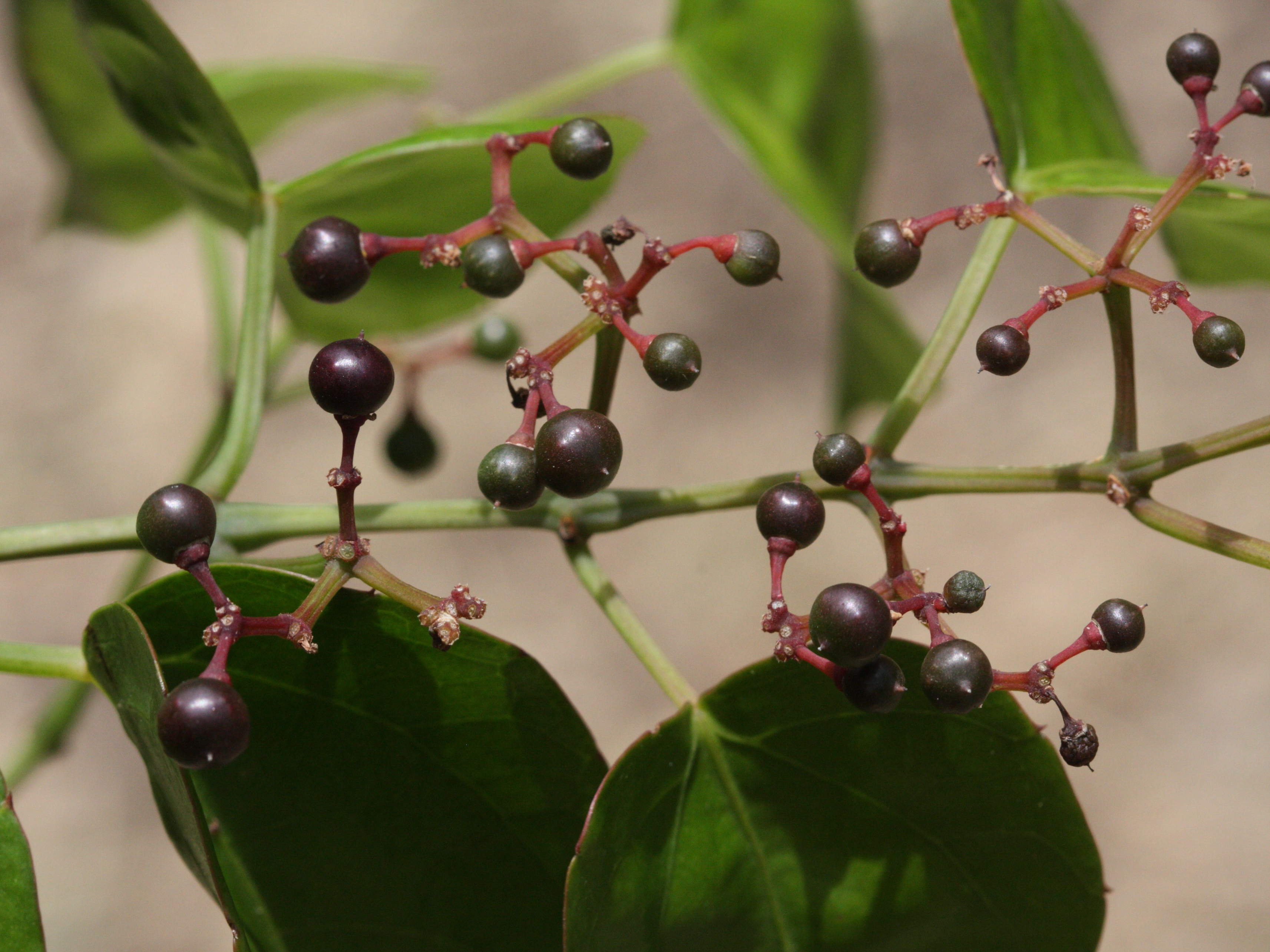 cissus_verticillata6md