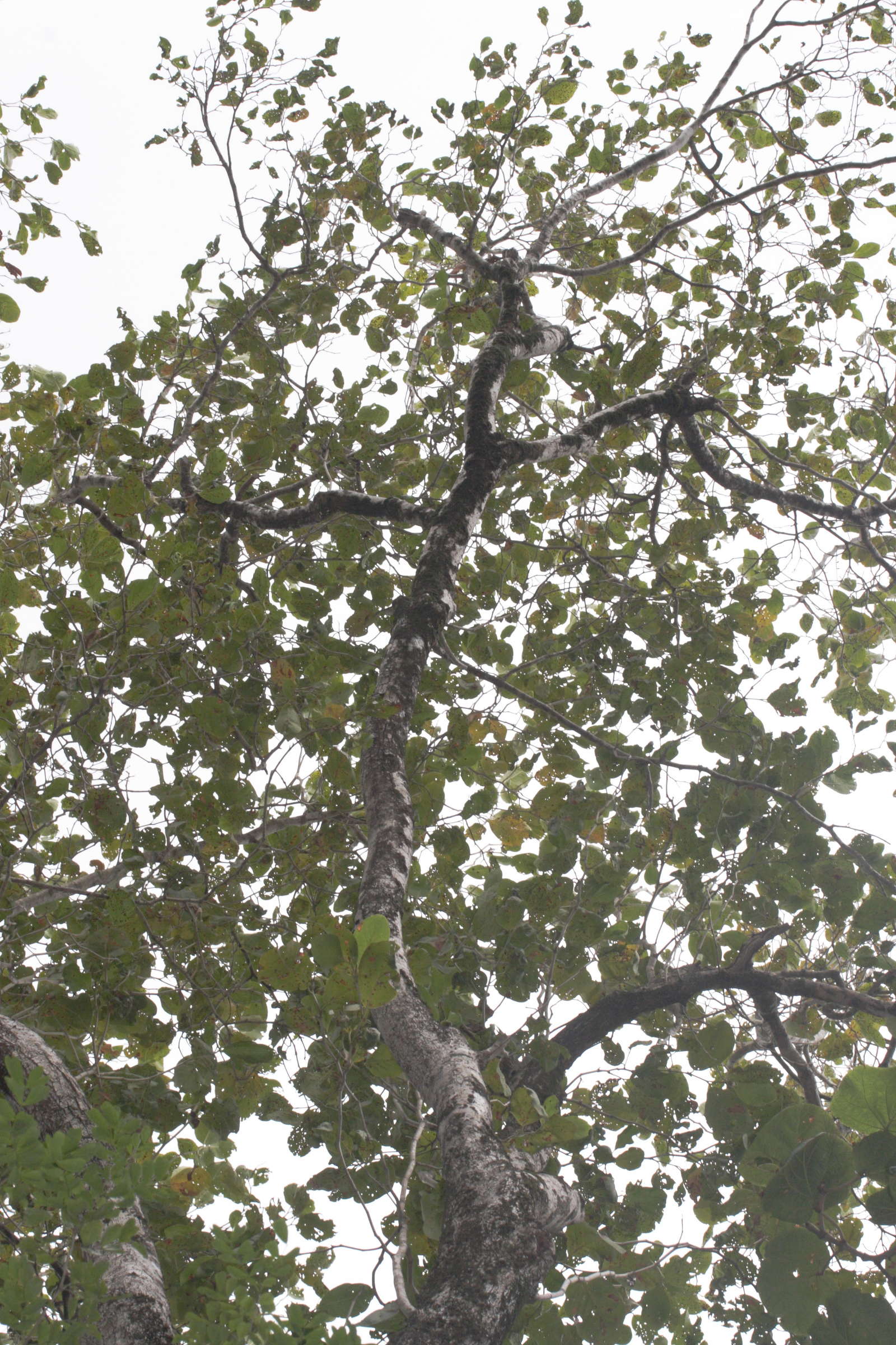 coccoloba_swartzii2md