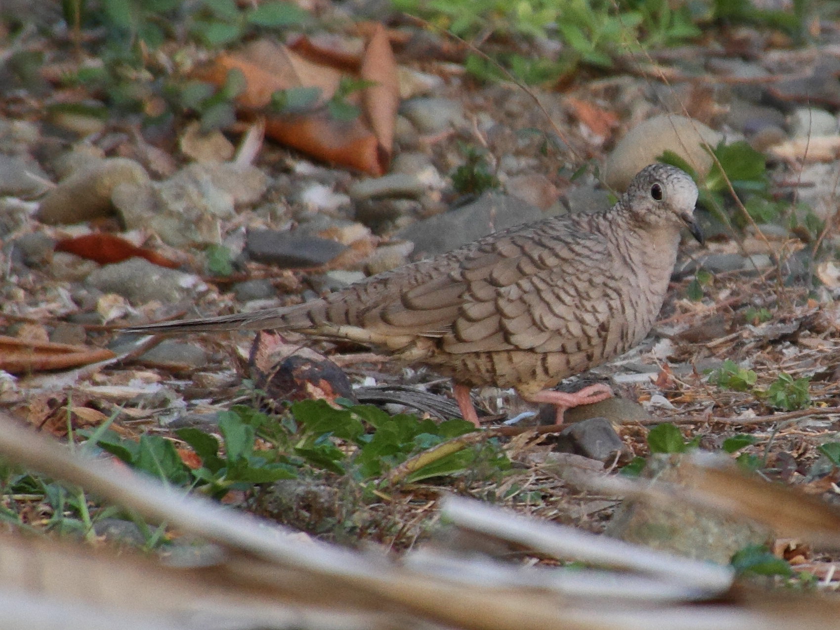 colombe_inca_-_columbina_inca1md