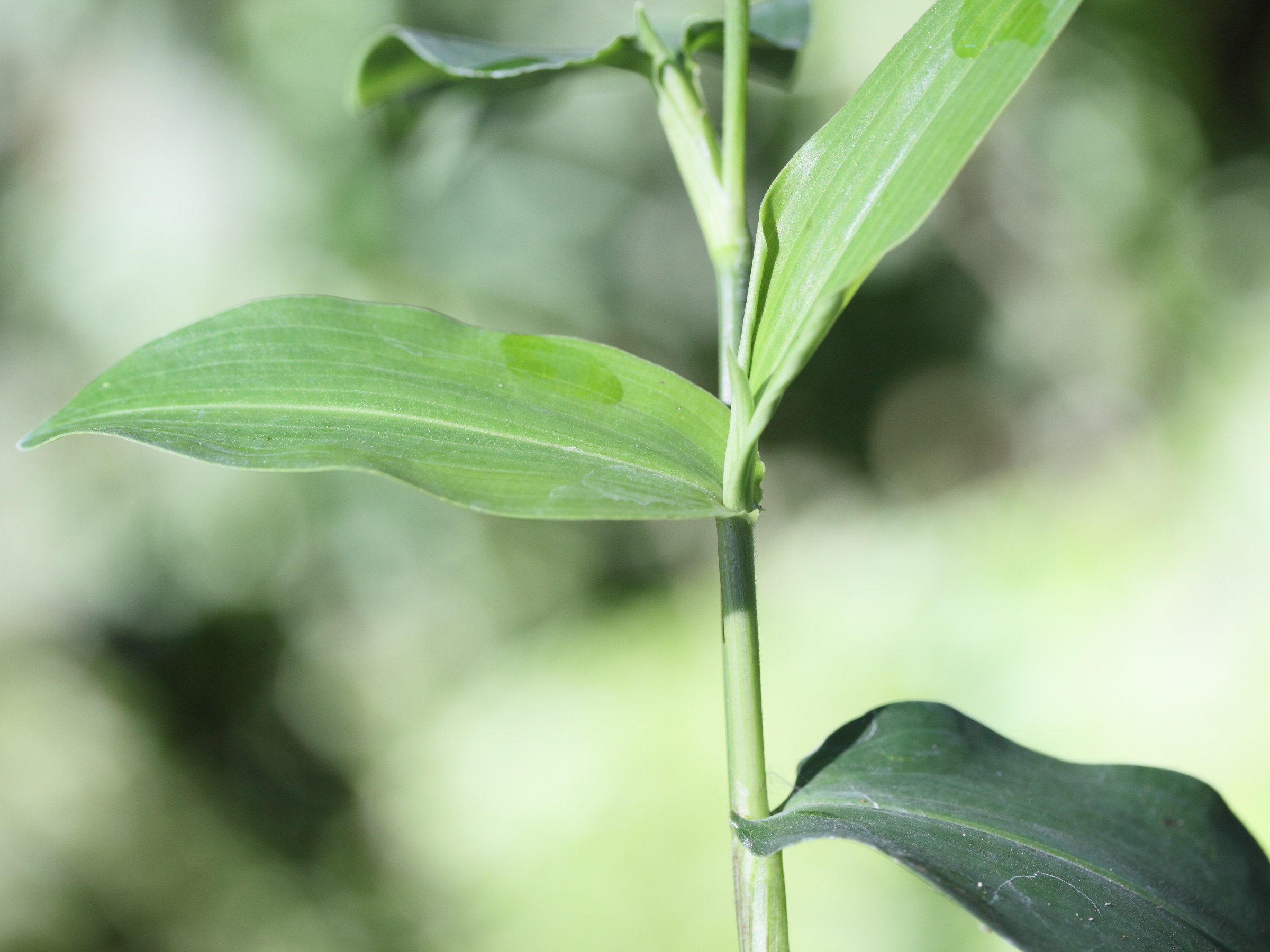 commelina_mascarenica2md