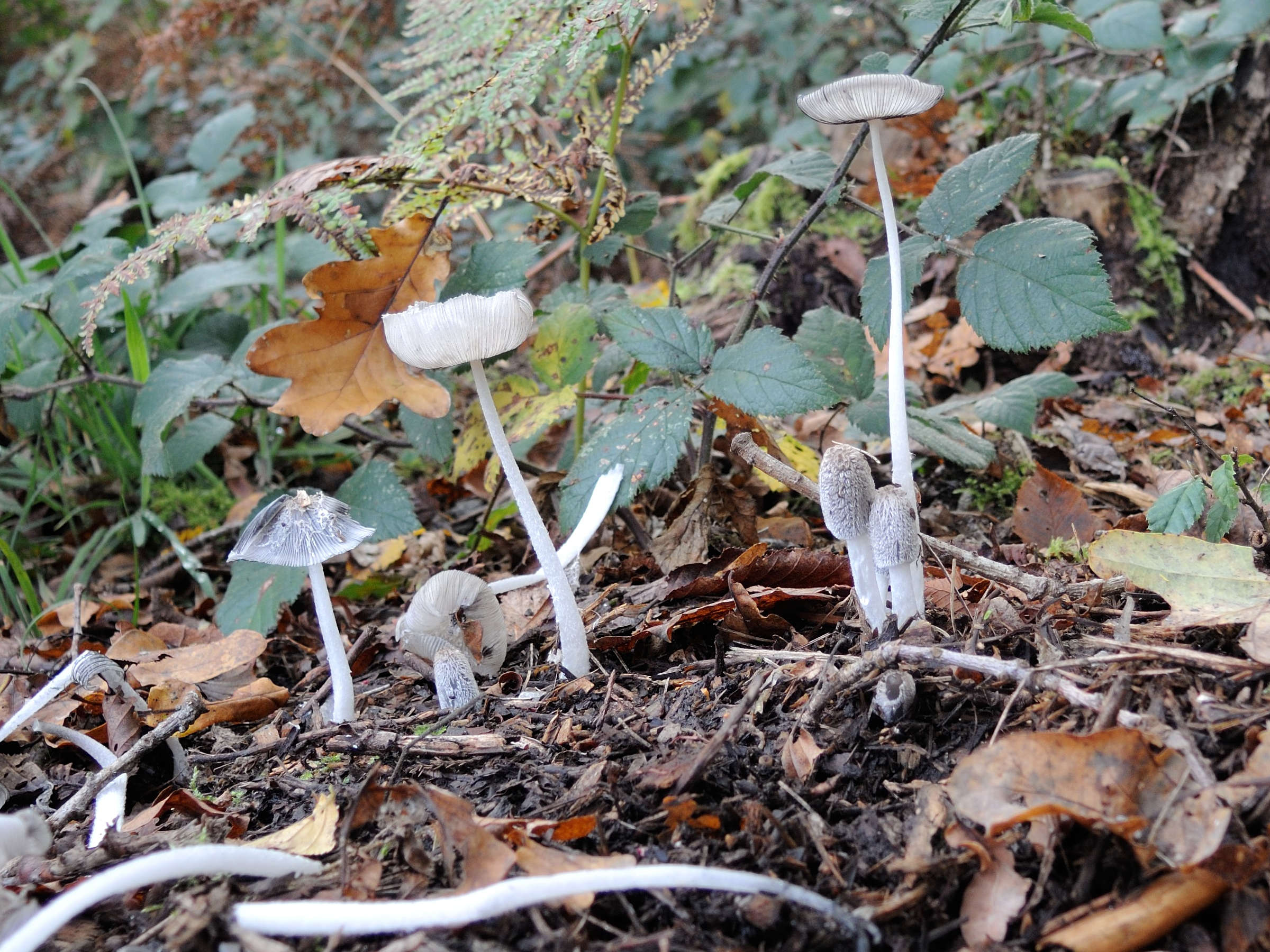 Afficher le média coprinopsis_lagopus1md coprinopsis_lagopus1md