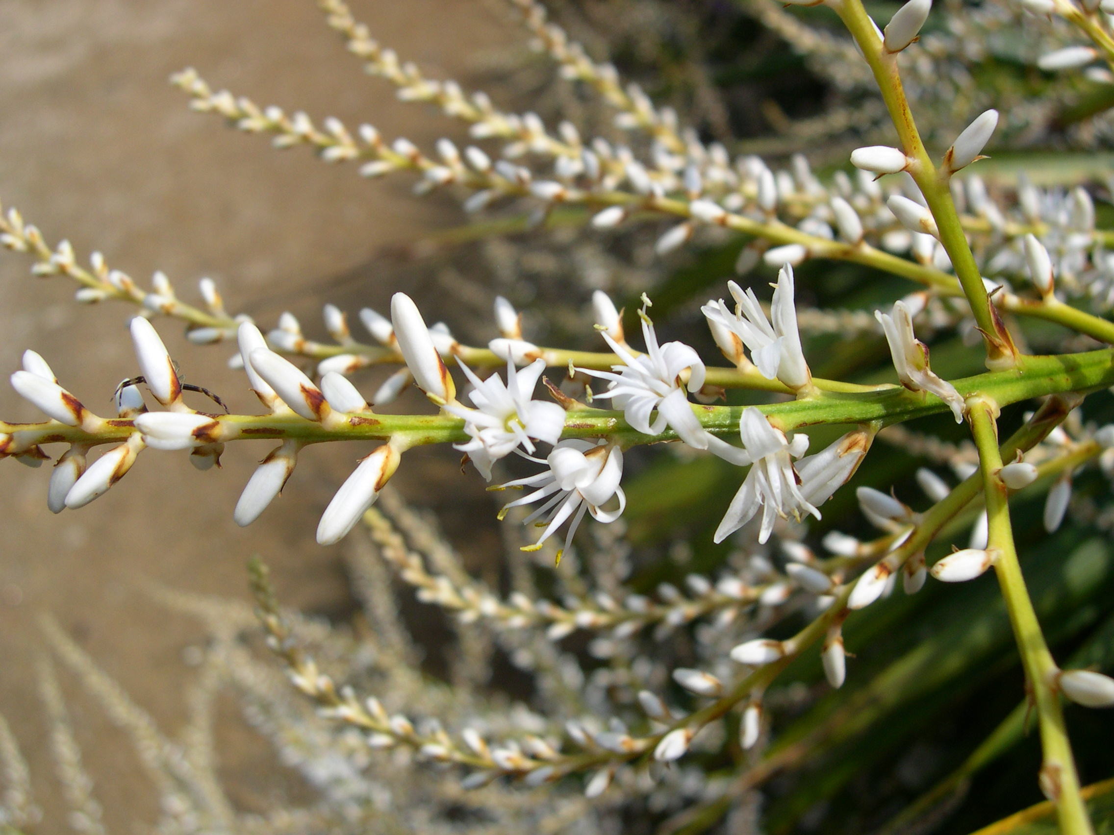 cordyline_banksii2md
