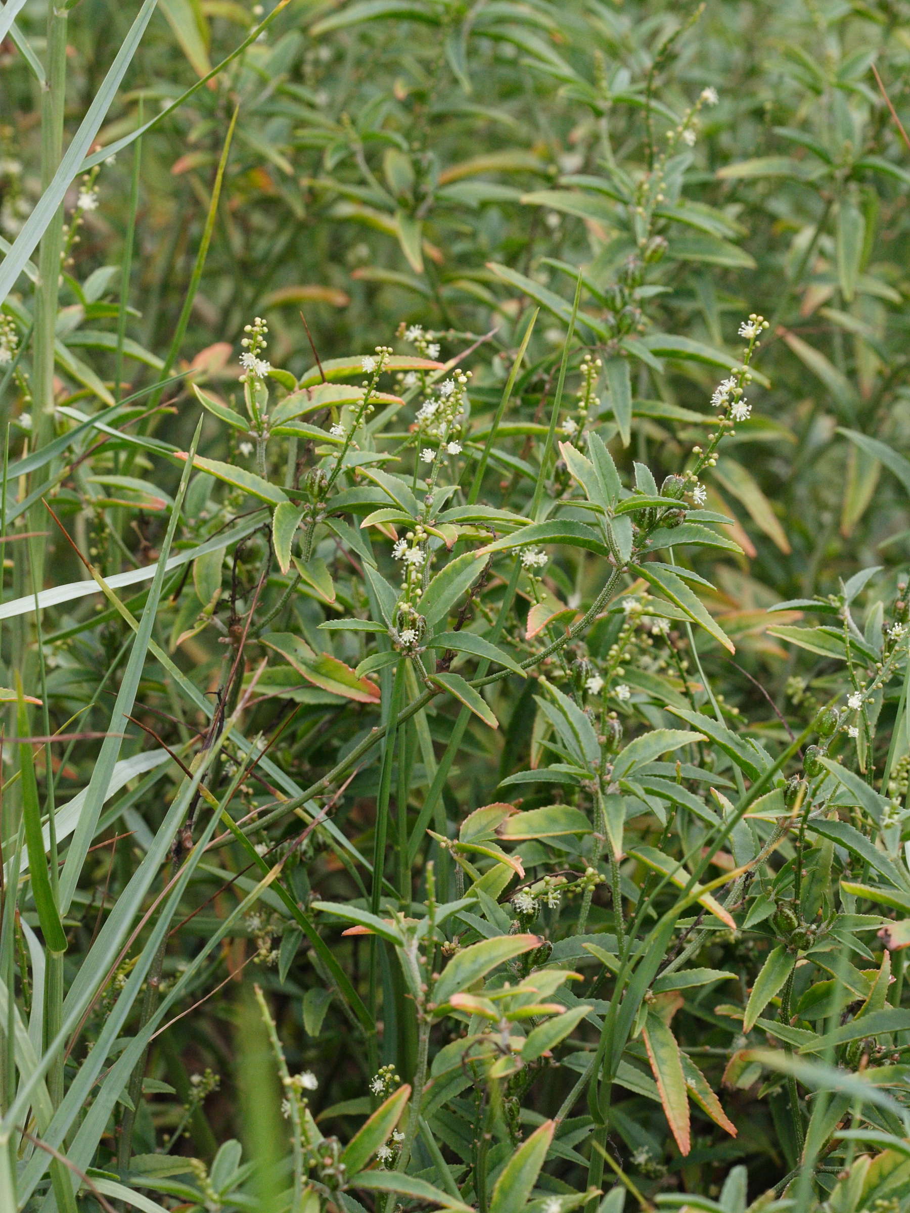 croton_bonplandianus1md