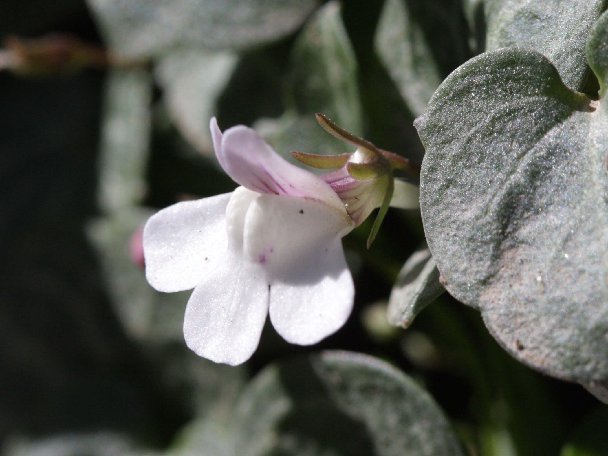 Afficher le média cymbalaria_hepaticifolia3bd cymbalaria_hepaticifolia3bd