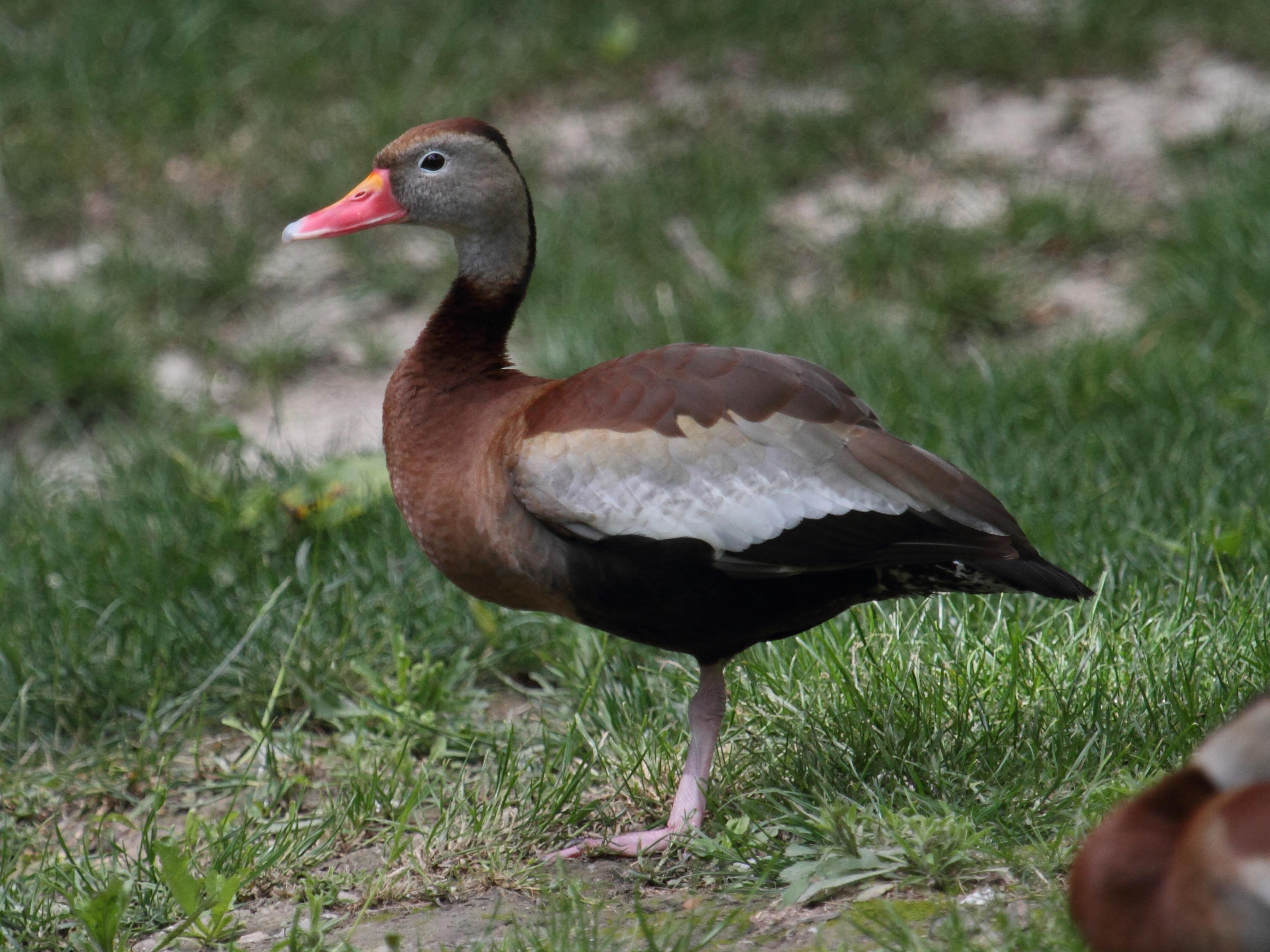dendrocygne_a_ventre_noir_-_dendrocygna_autumnalis1bd