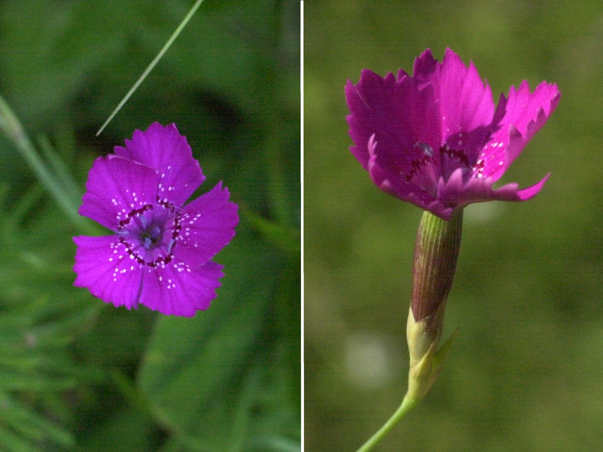dianthus_deltoides1md