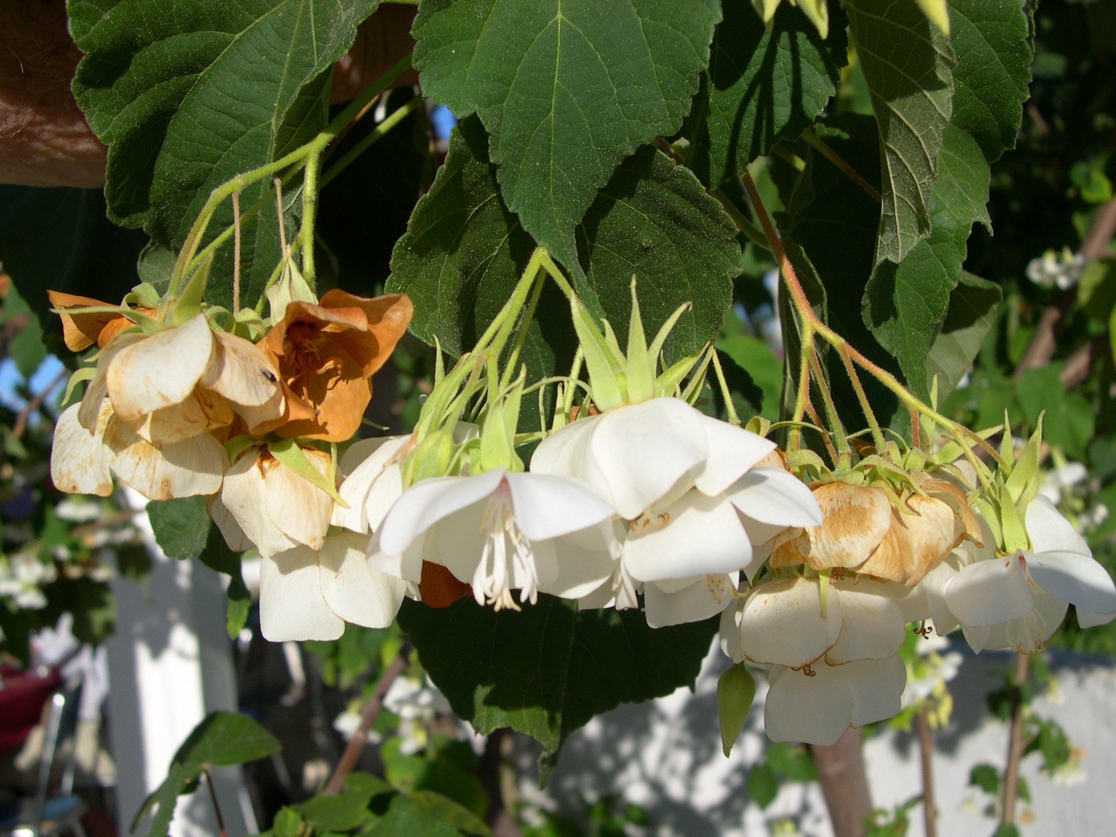 dombeya_burgessiae3md