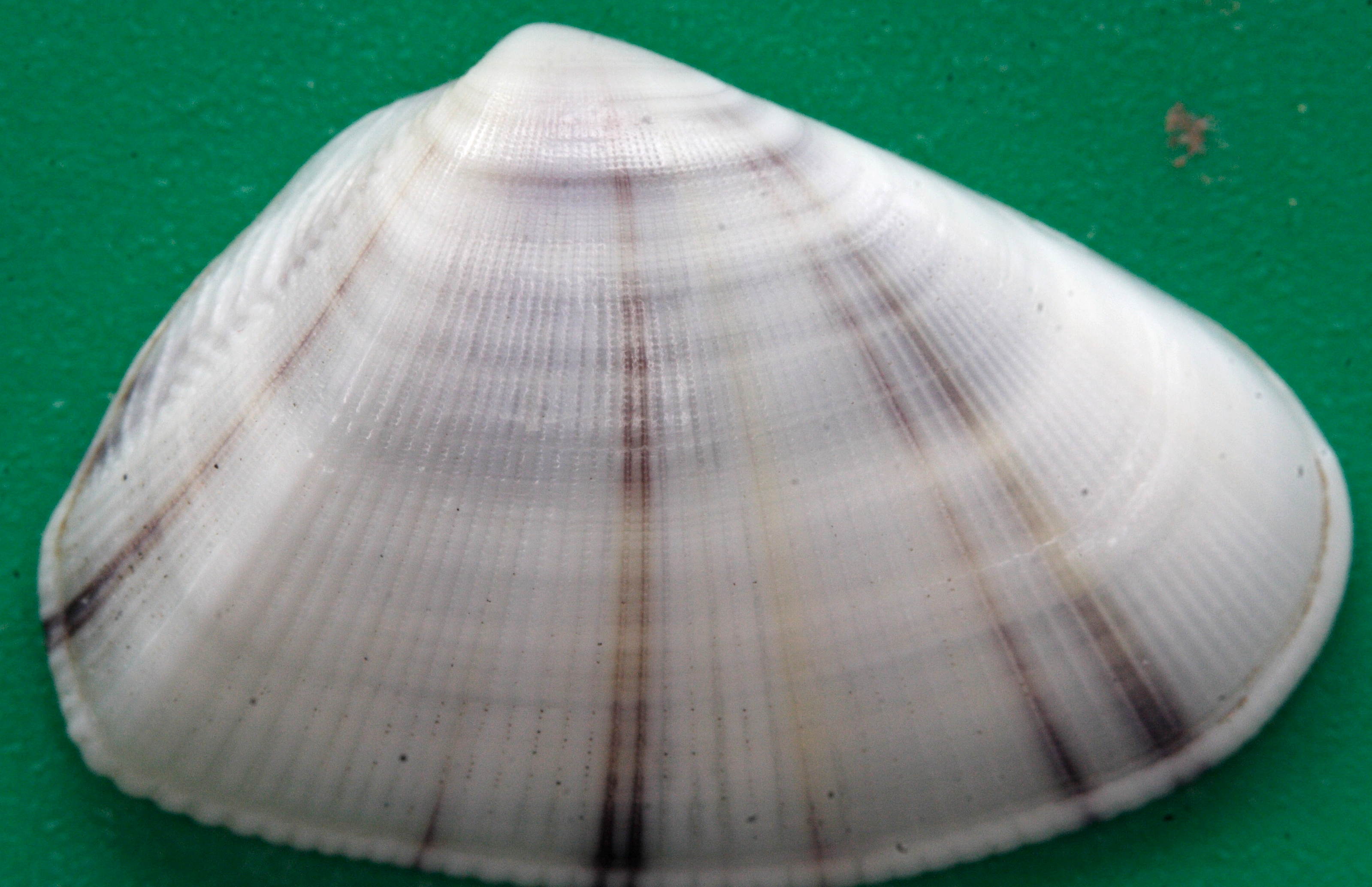 donax_denticulatus3md