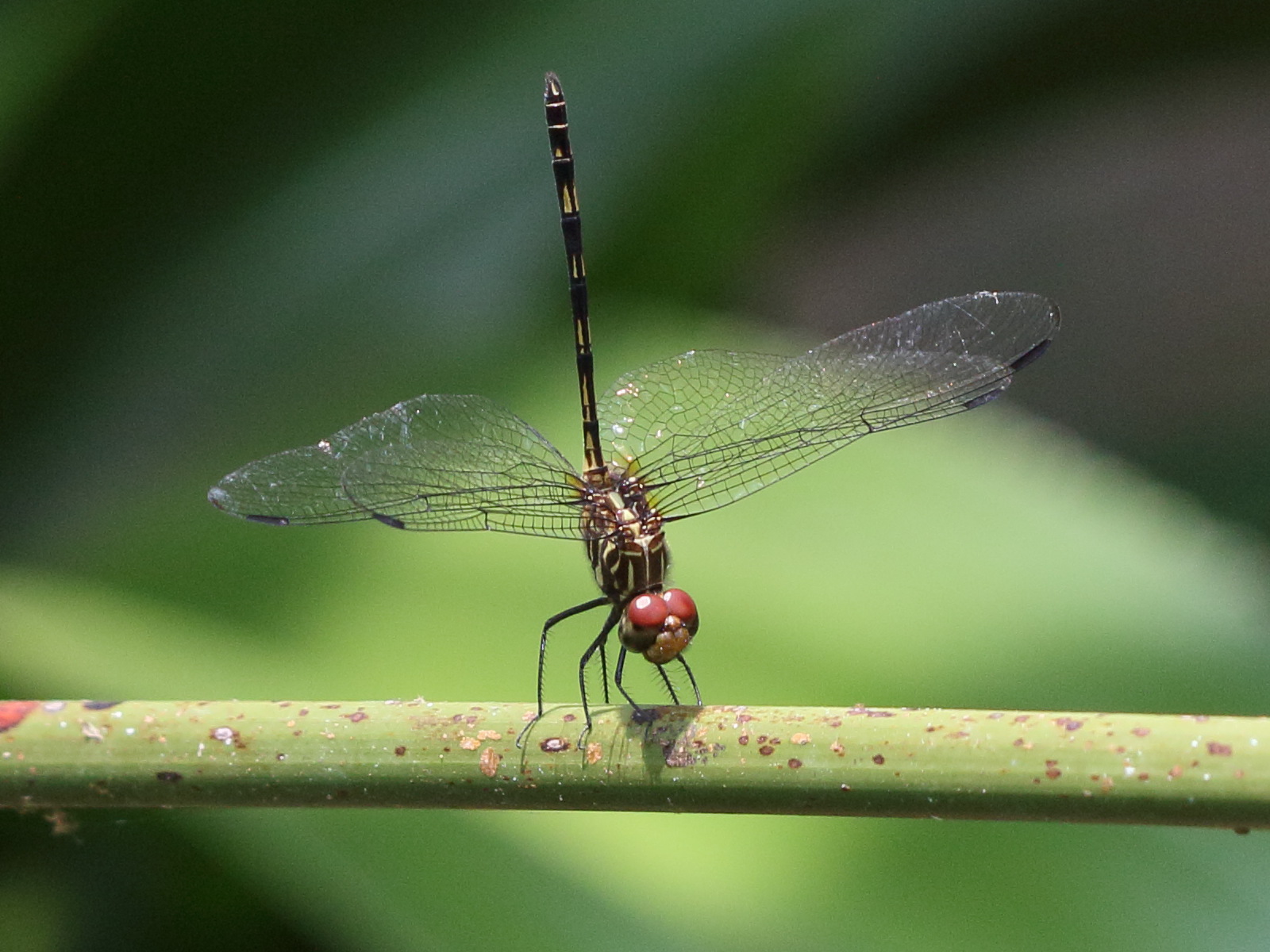 dythemis_sterilis4bd