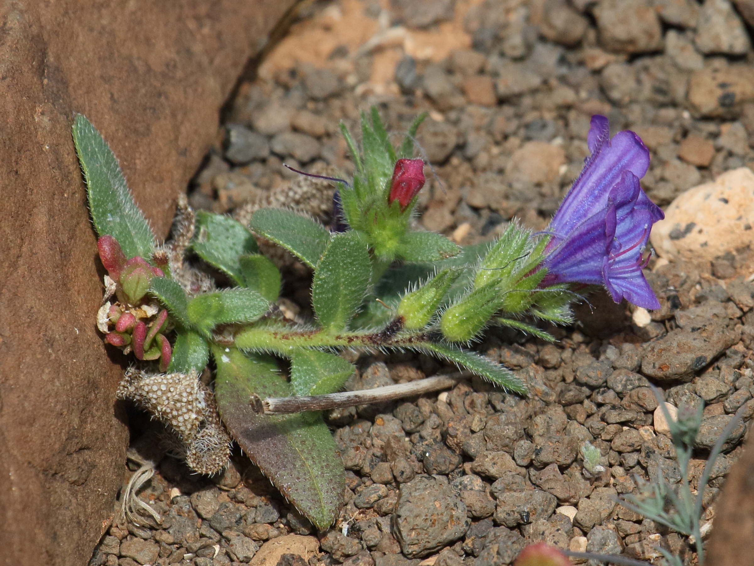 Afficher le média echium_bonnetii3bd echium_bonnetii3bd