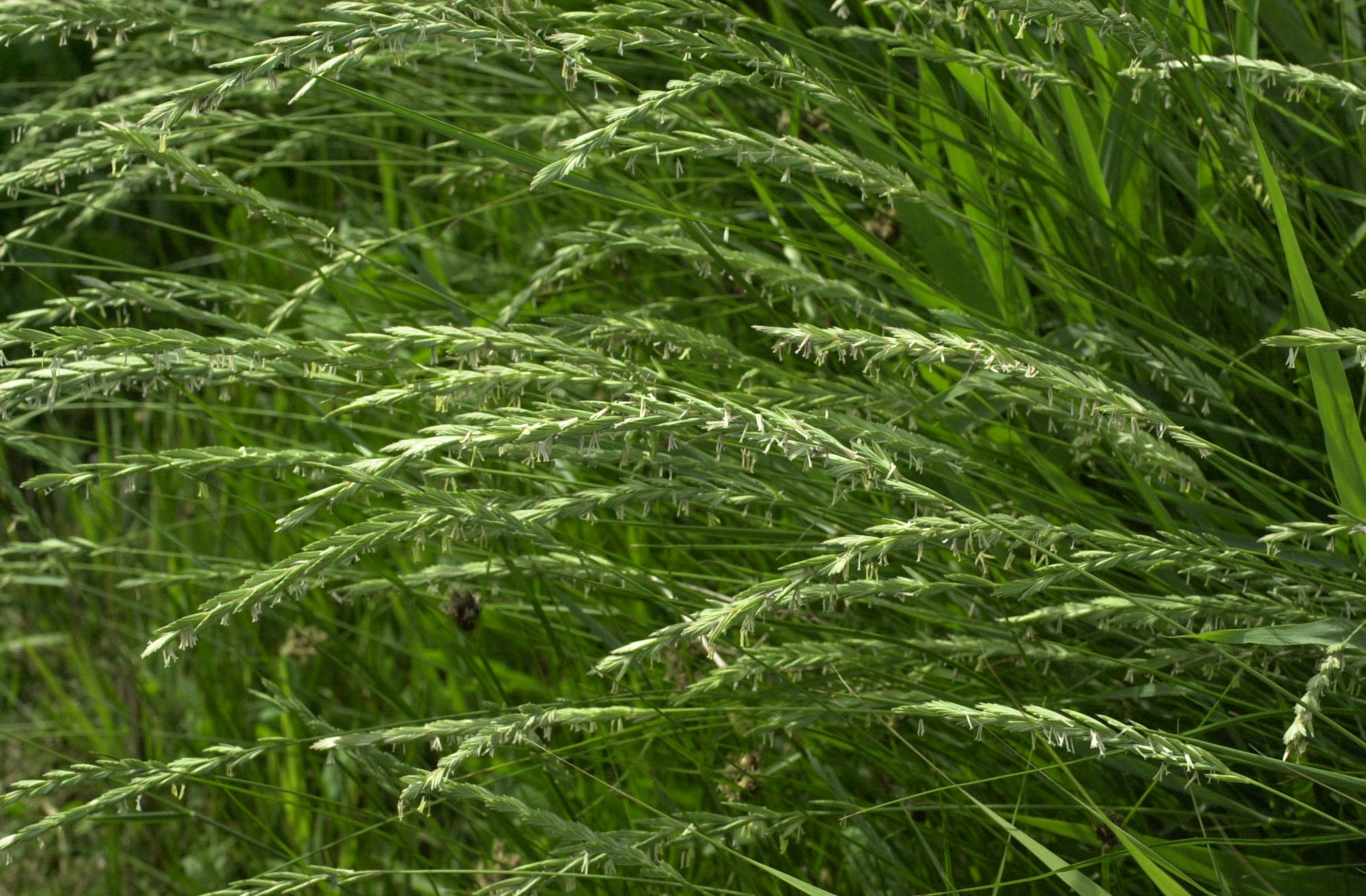 Afficher le média elytrigia_x_laxa1amd elytrigia_x_laxa1amd