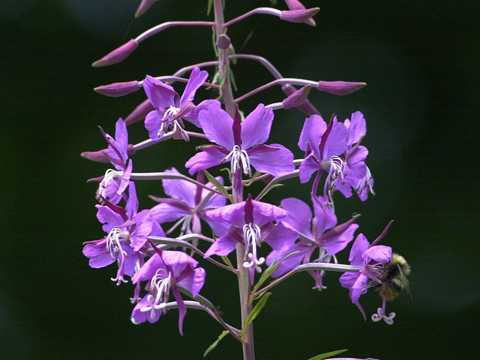 Afficher le média epilobium_angustifolium3amd epilobium_angustifolium3amd