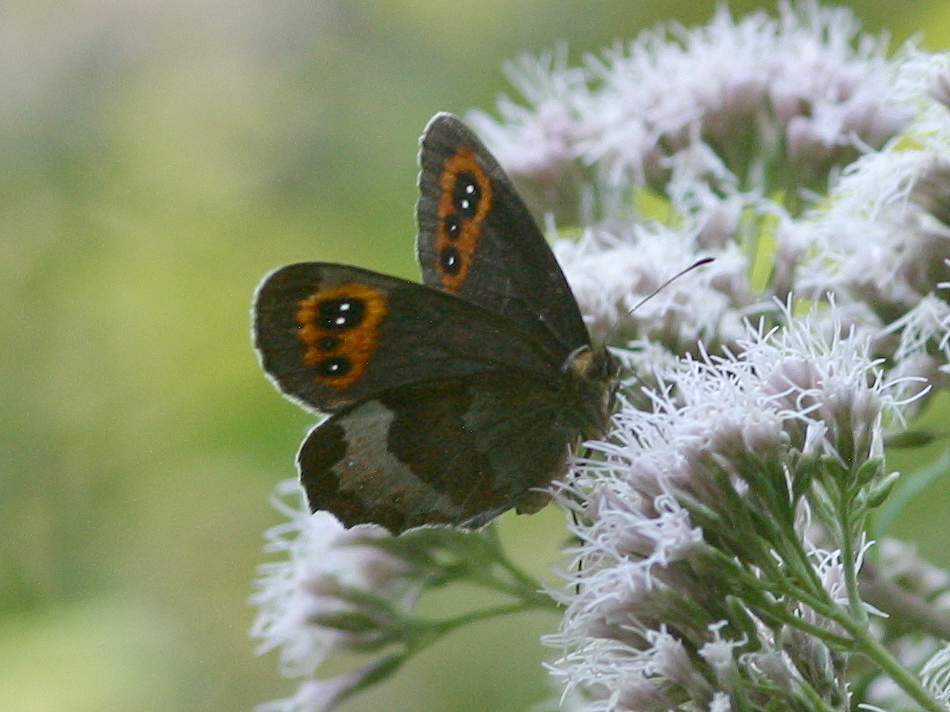 erebia_aethiops5md