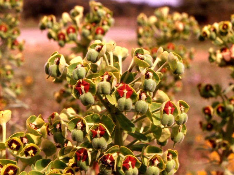 Afficher le média euphorbia_characias2amcf euphorbia_characias2amcf