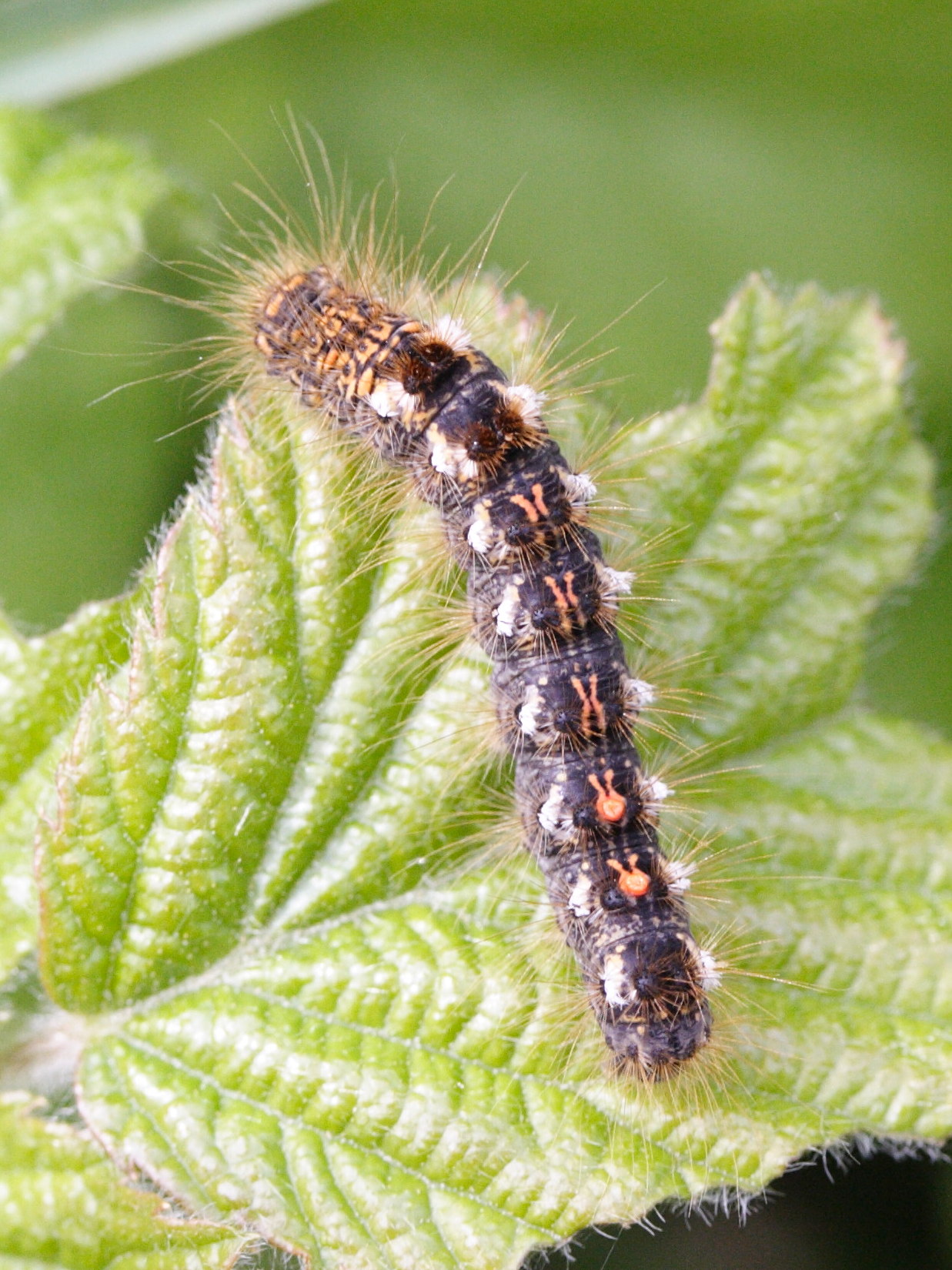 euproctis_chrysorrhea_ch4md