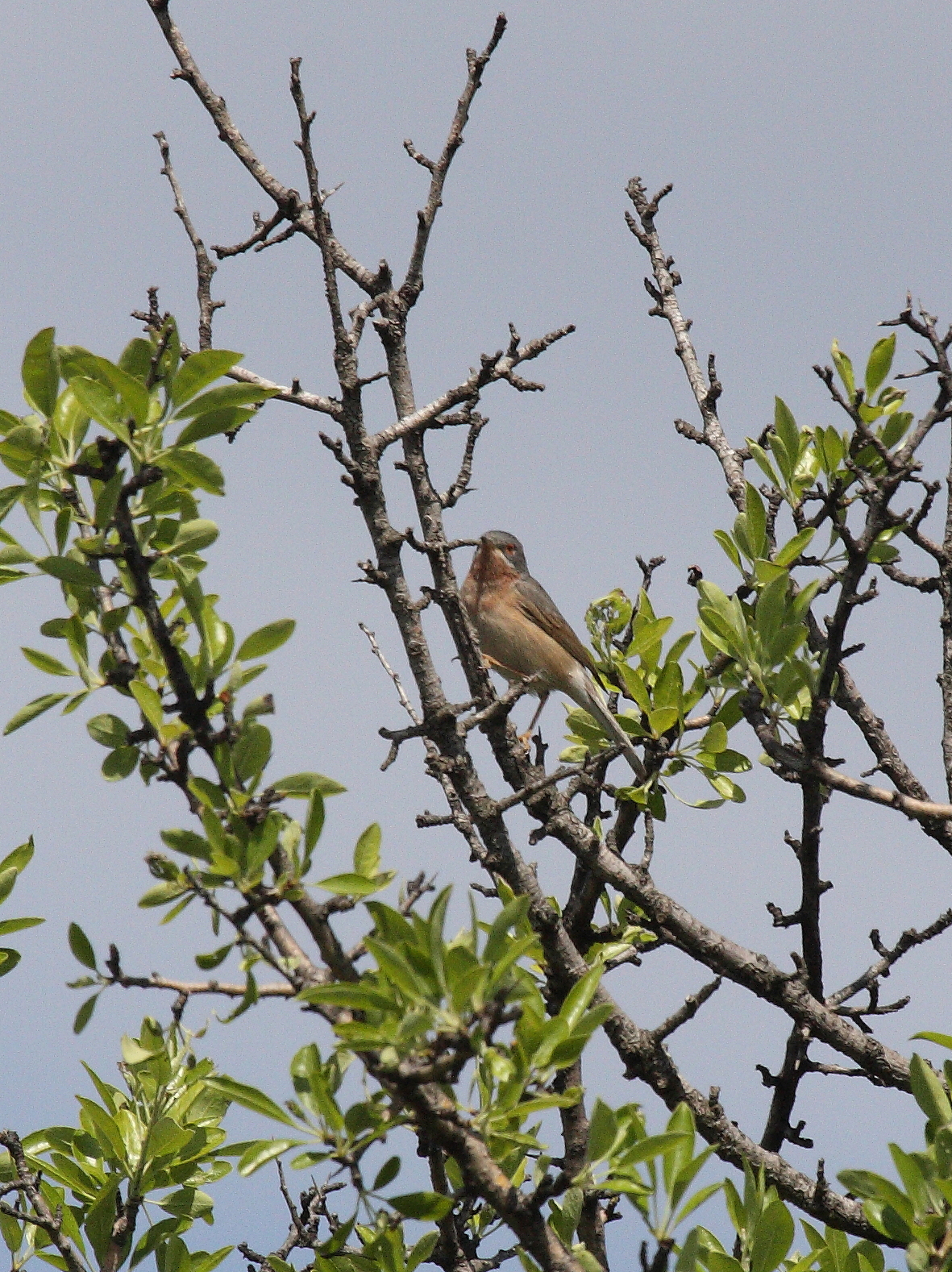 fauvette_passerinette_-_sylvia_cantillans2bd