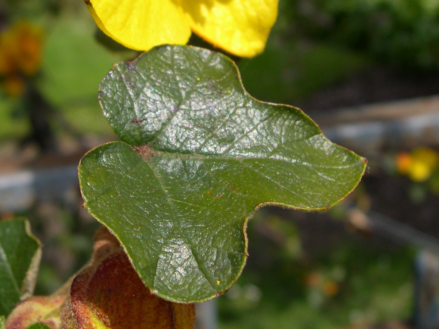 Afficher le média fremontodendron_californicum4md fremontodendron_californicum4md