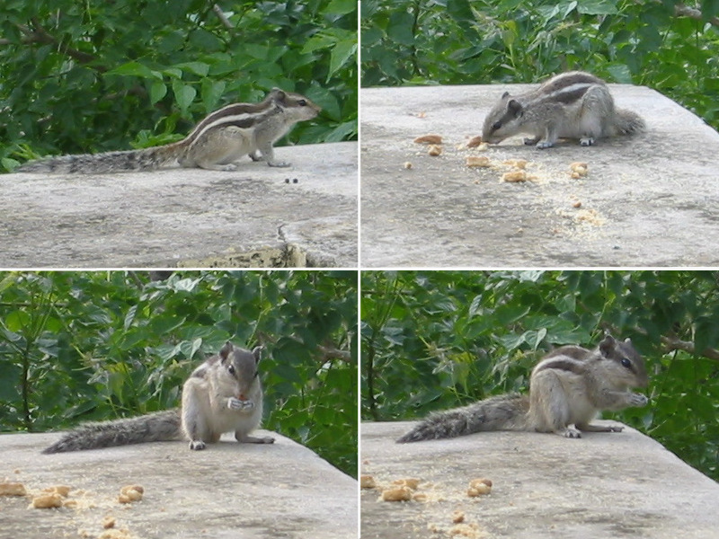 funambulus_pennanti2gc