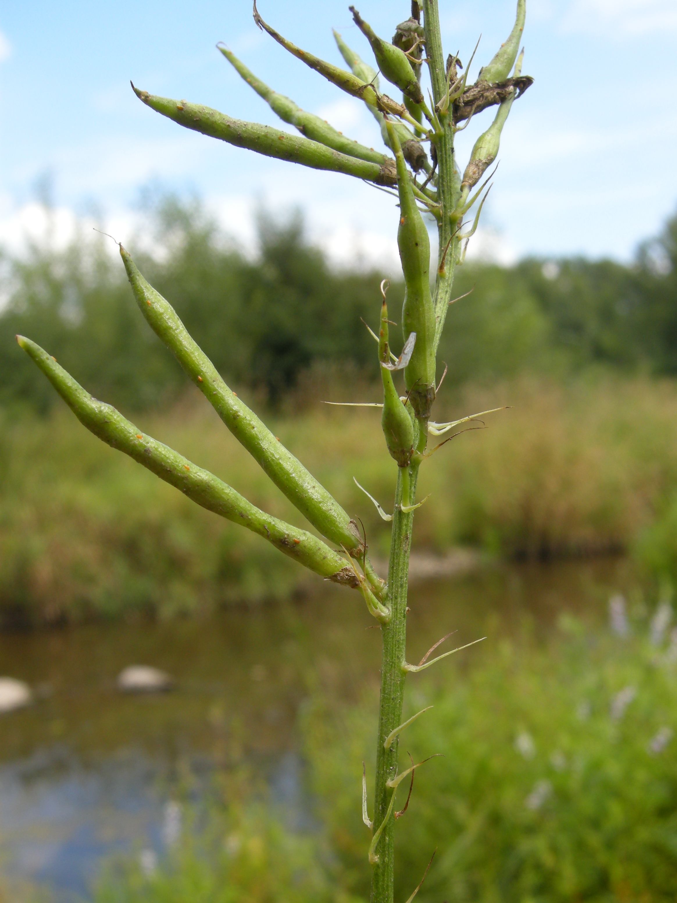 Afficher le média galega_officinalis4md galega_officinalis4md