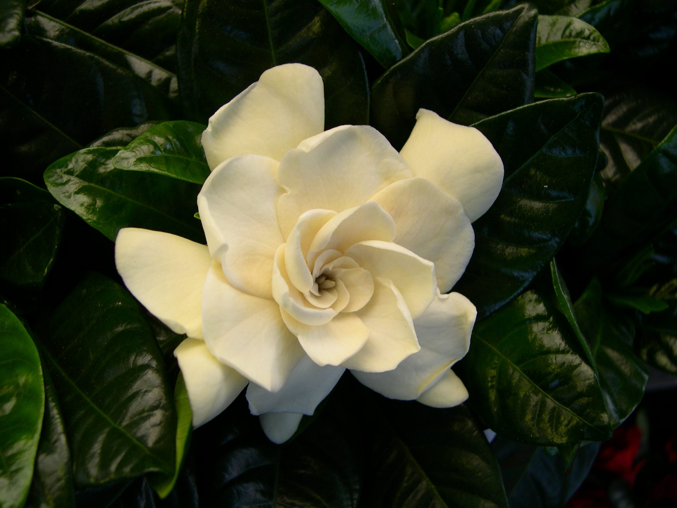 gardenia_augusta2md