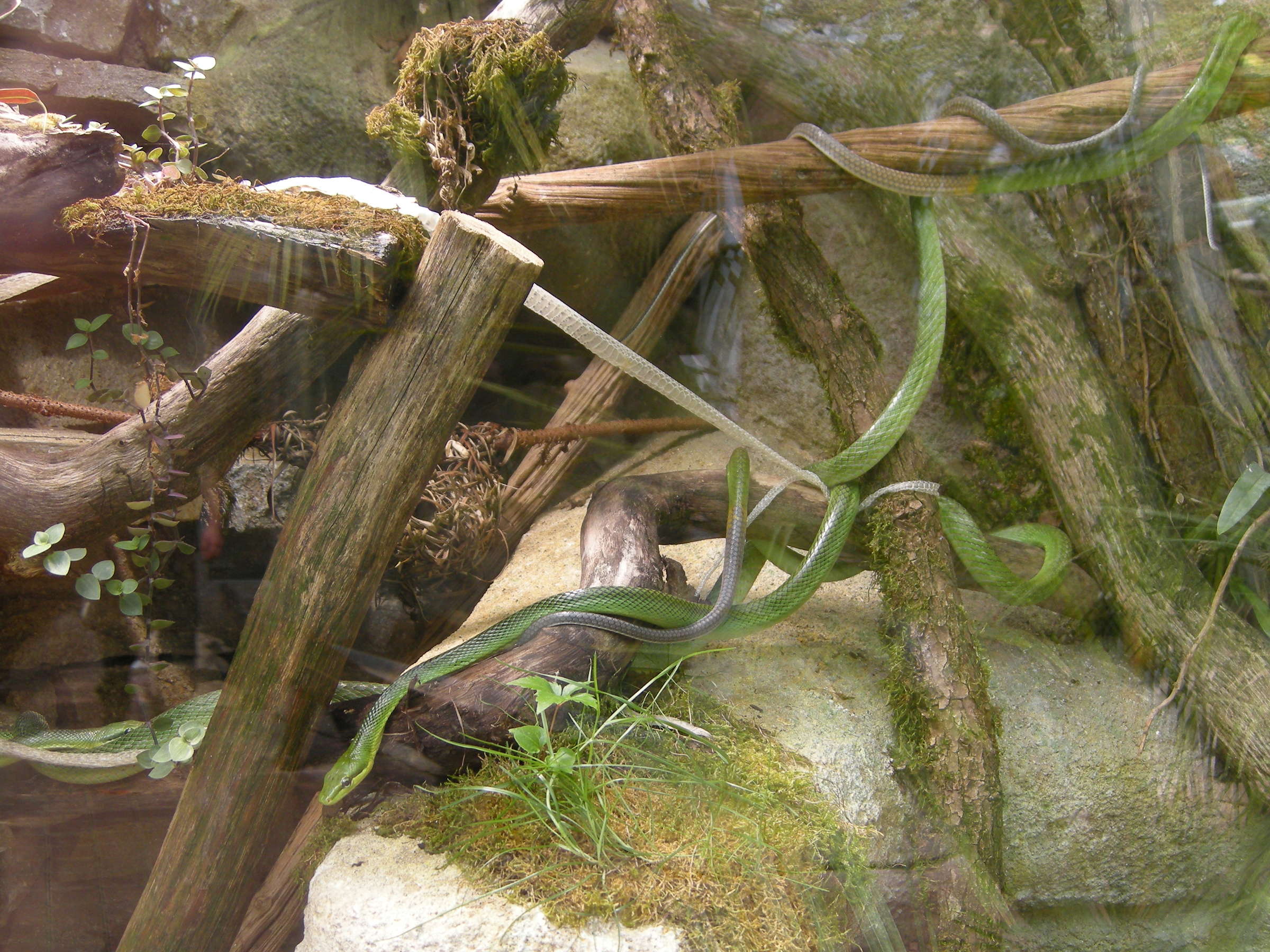 Afficher le média gonyosoma_oxycephalum3md gonyosoma_oxycephalum3md