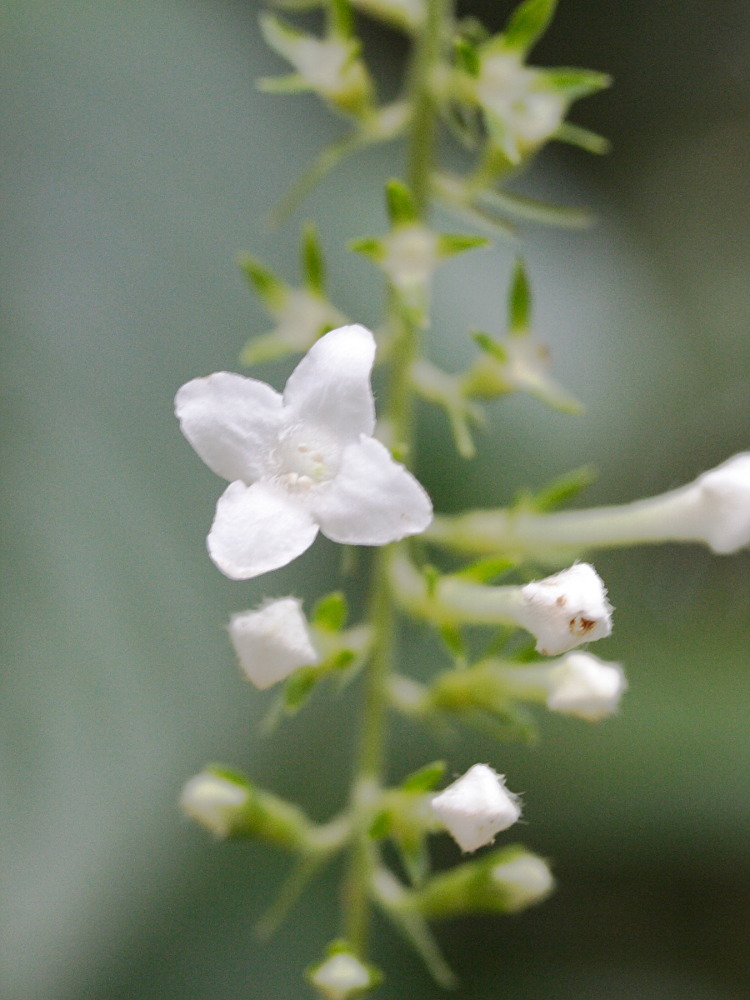 gonzalagunia_hirsuta4md