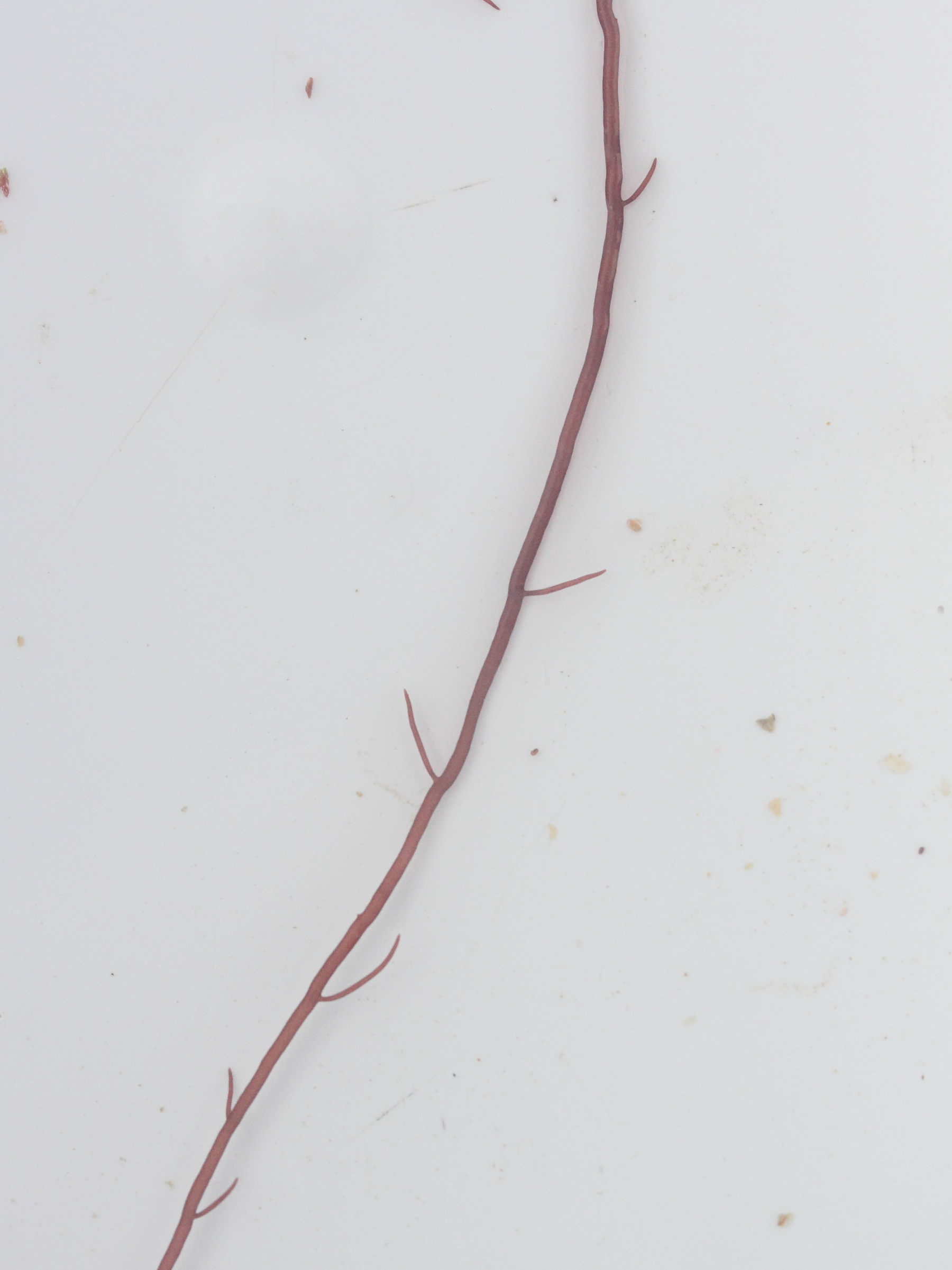 gracilaria_gracilis2md