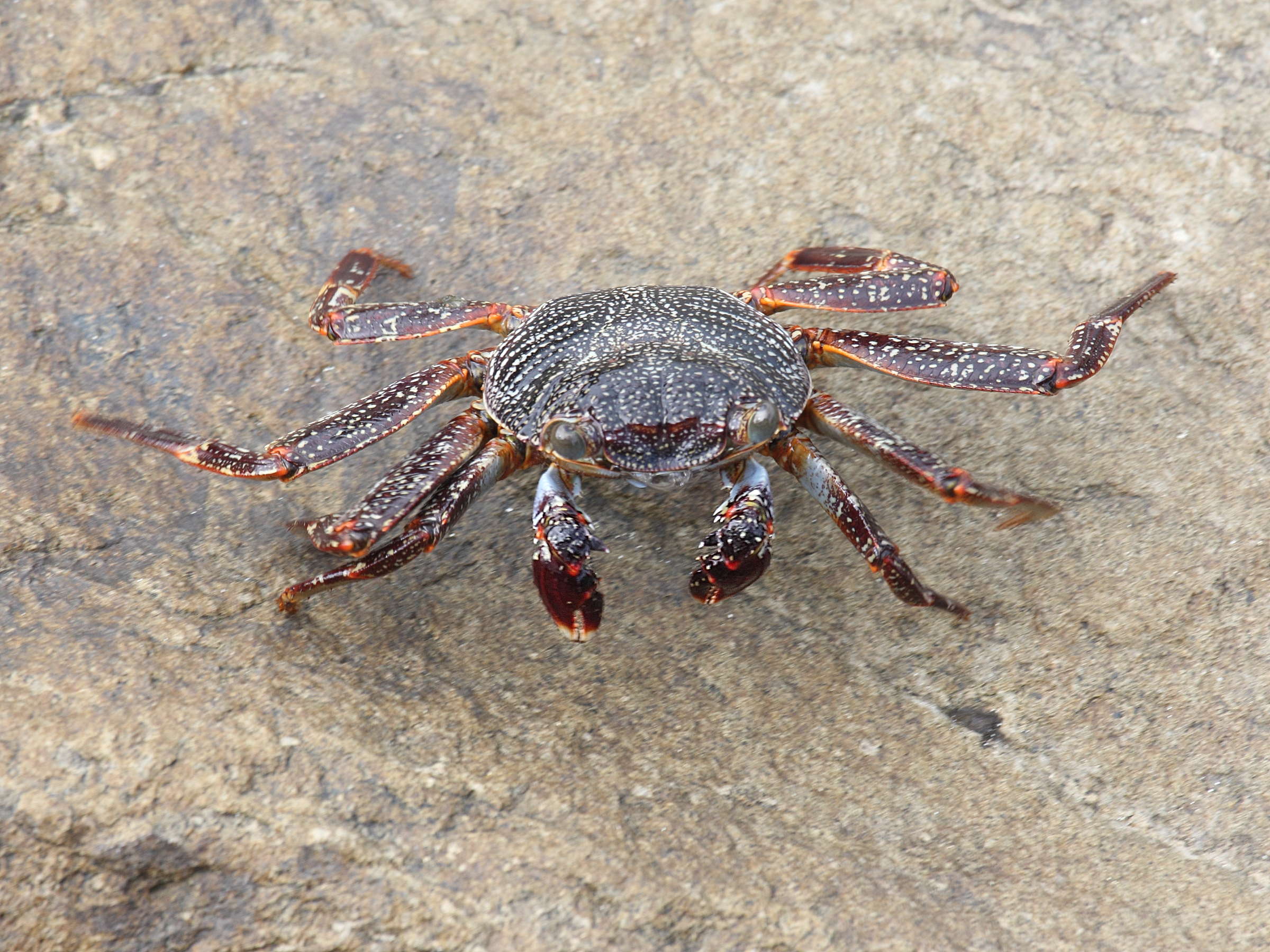 grapsus_grapsus5sd