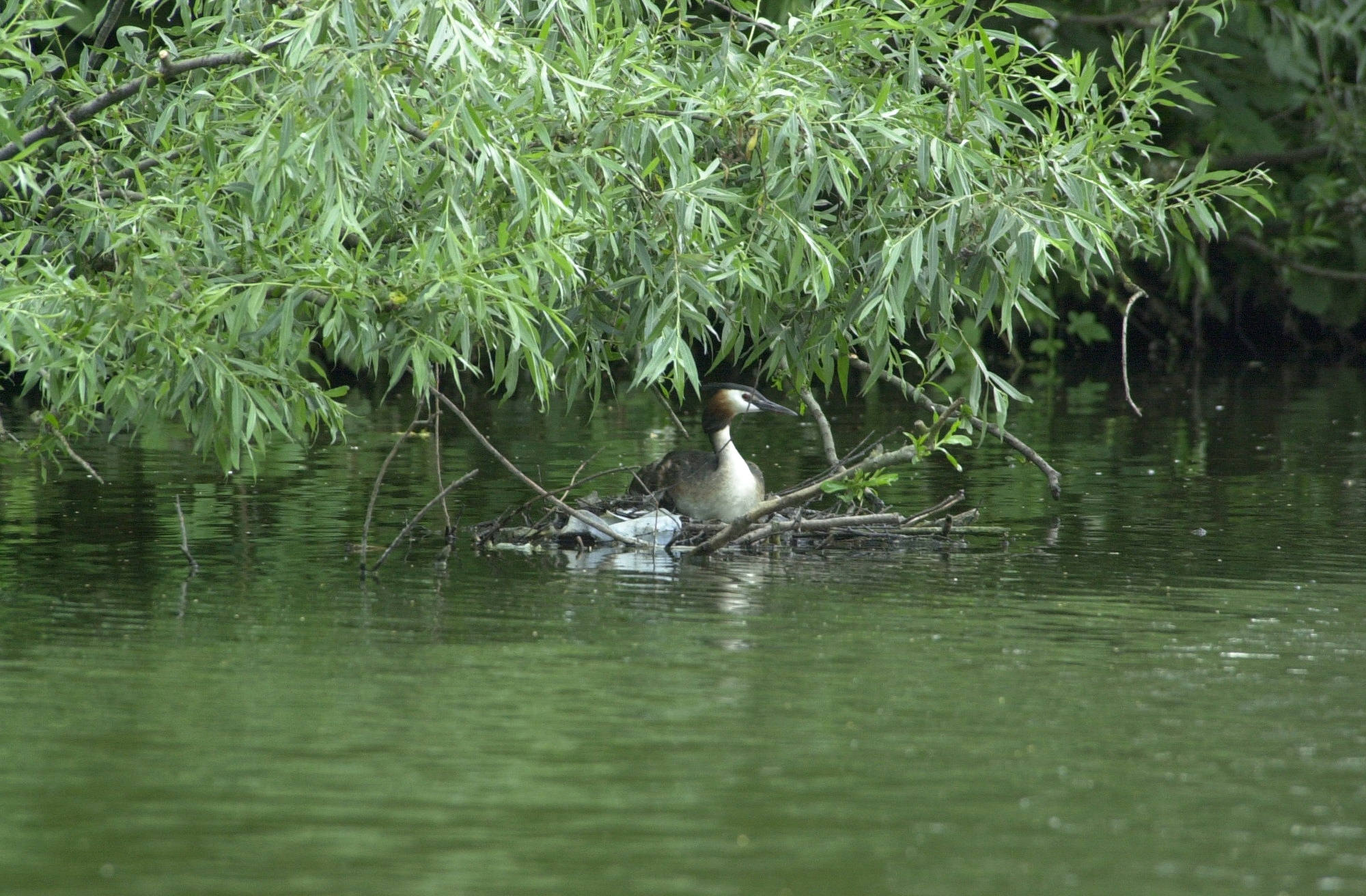 grebe_huppe_-_podiceps_cristatus3bd