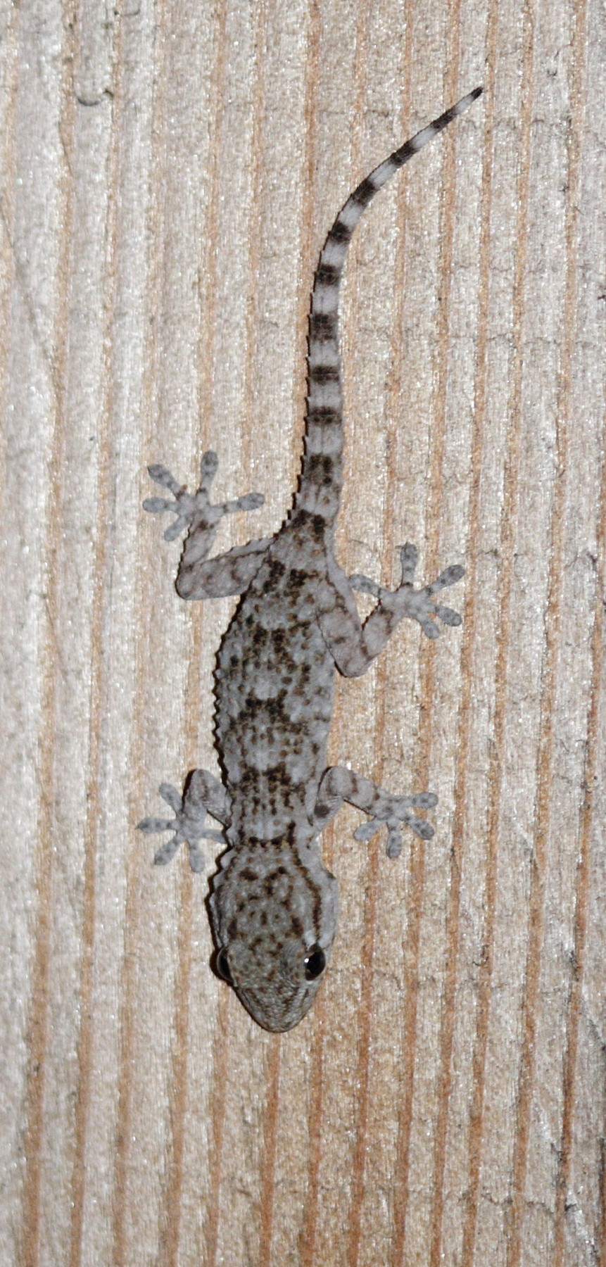 Afficher le média hemidactylus_turcicus2md hemidactylus_turcicus2md