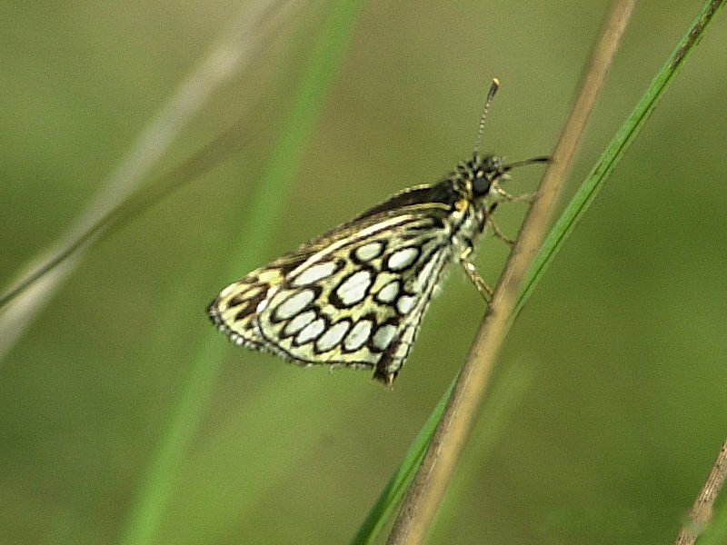 heteropterus_morpheus2md