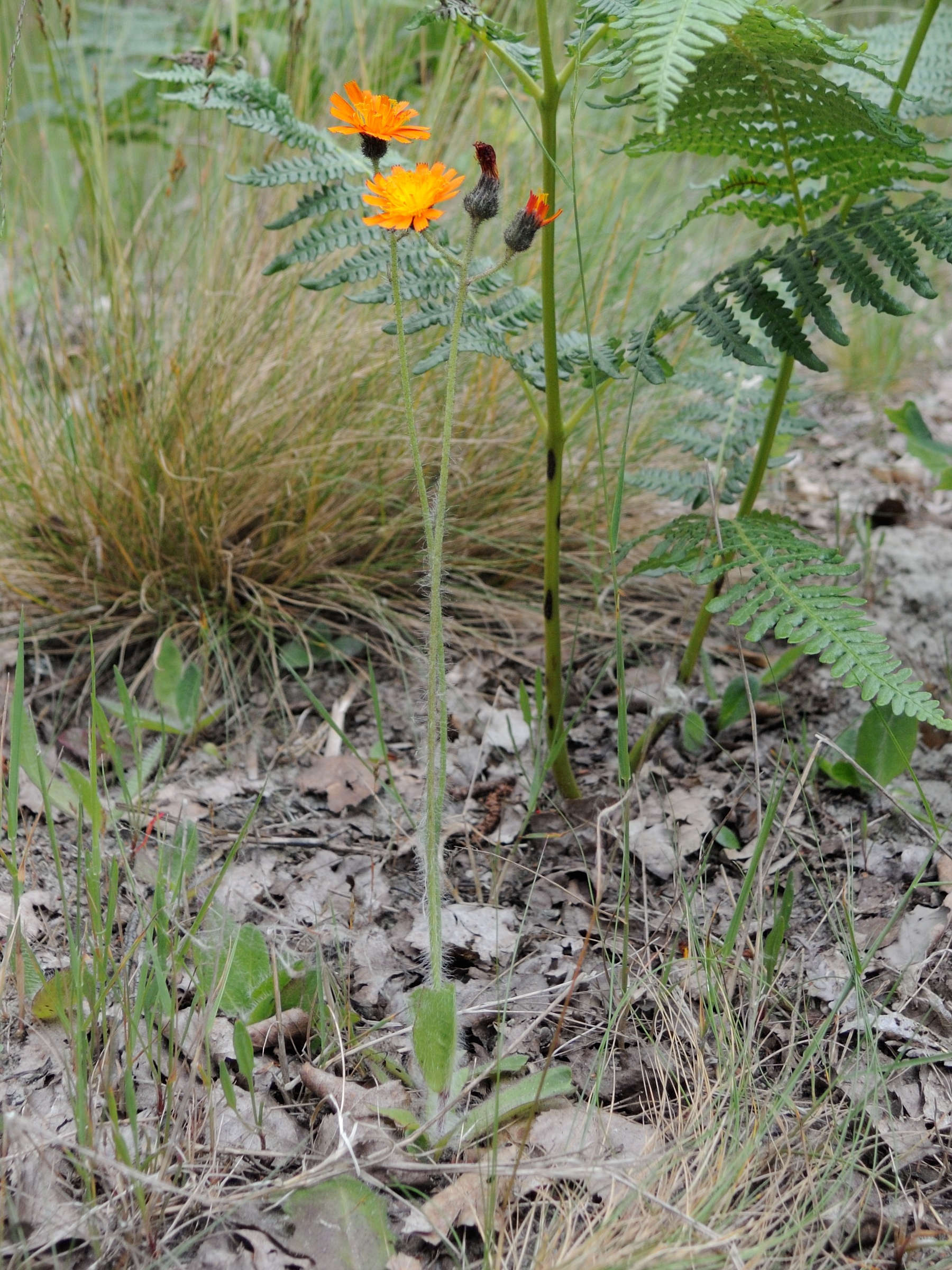 hieracium_aurantiacum4md