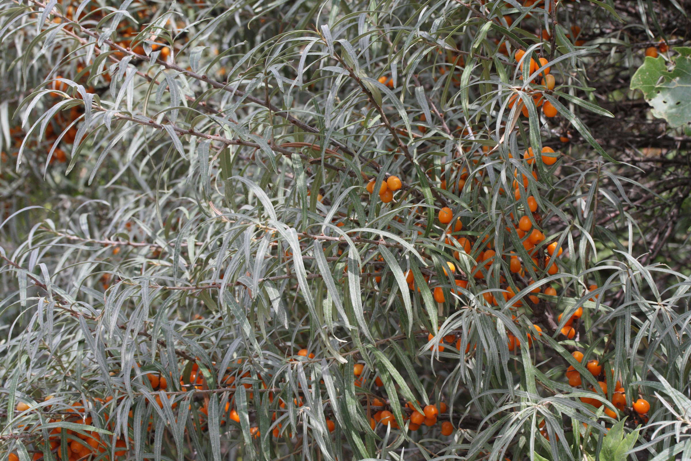 hippophae_rhamnoides3md