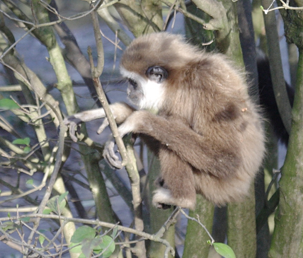 hylobates_lar6bd